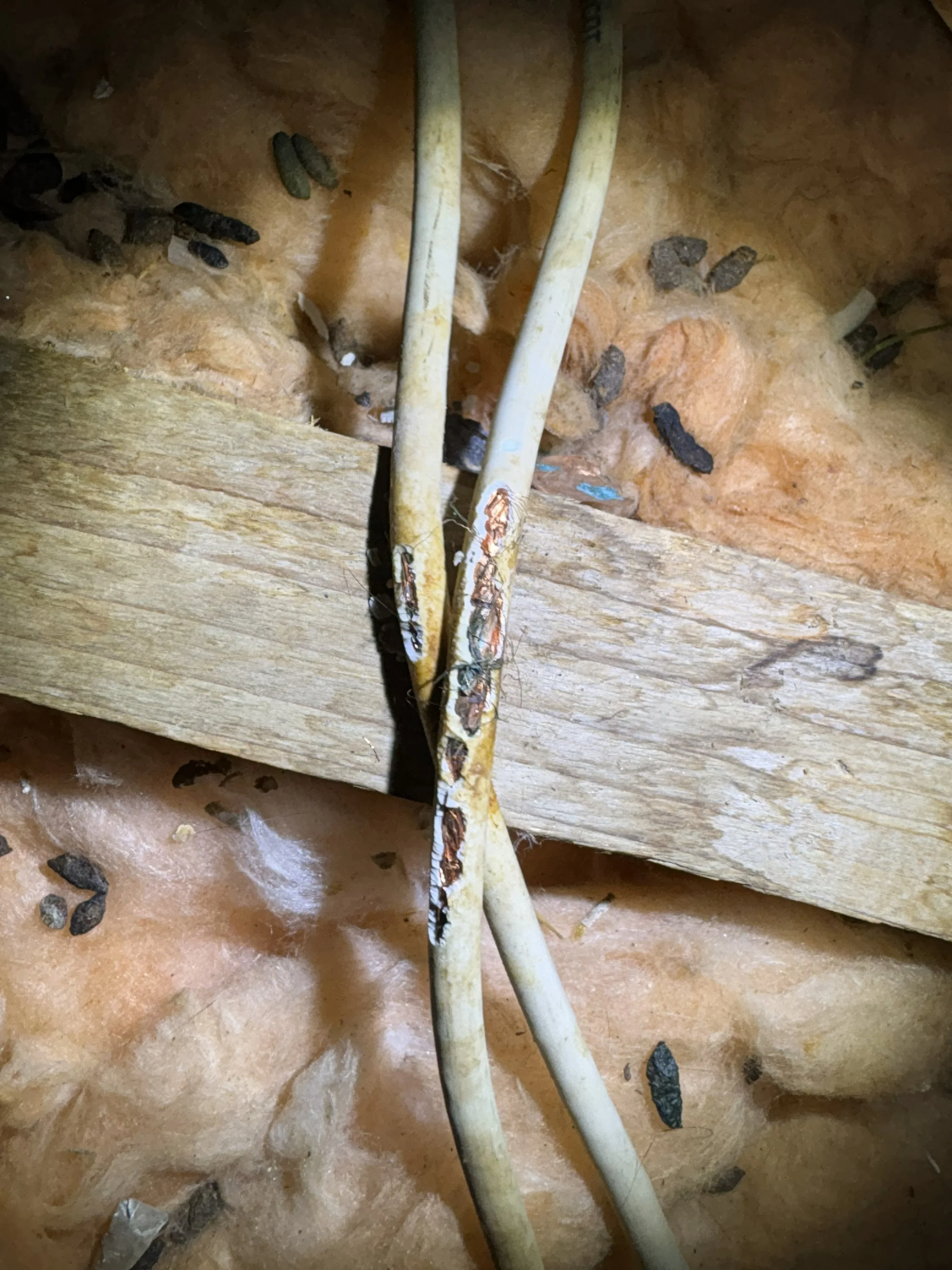 Close-up of a damaged electrical wire crossing over a wooden stud in an insulation-filled wall. The wire is frayed with visible copper wires exposed.