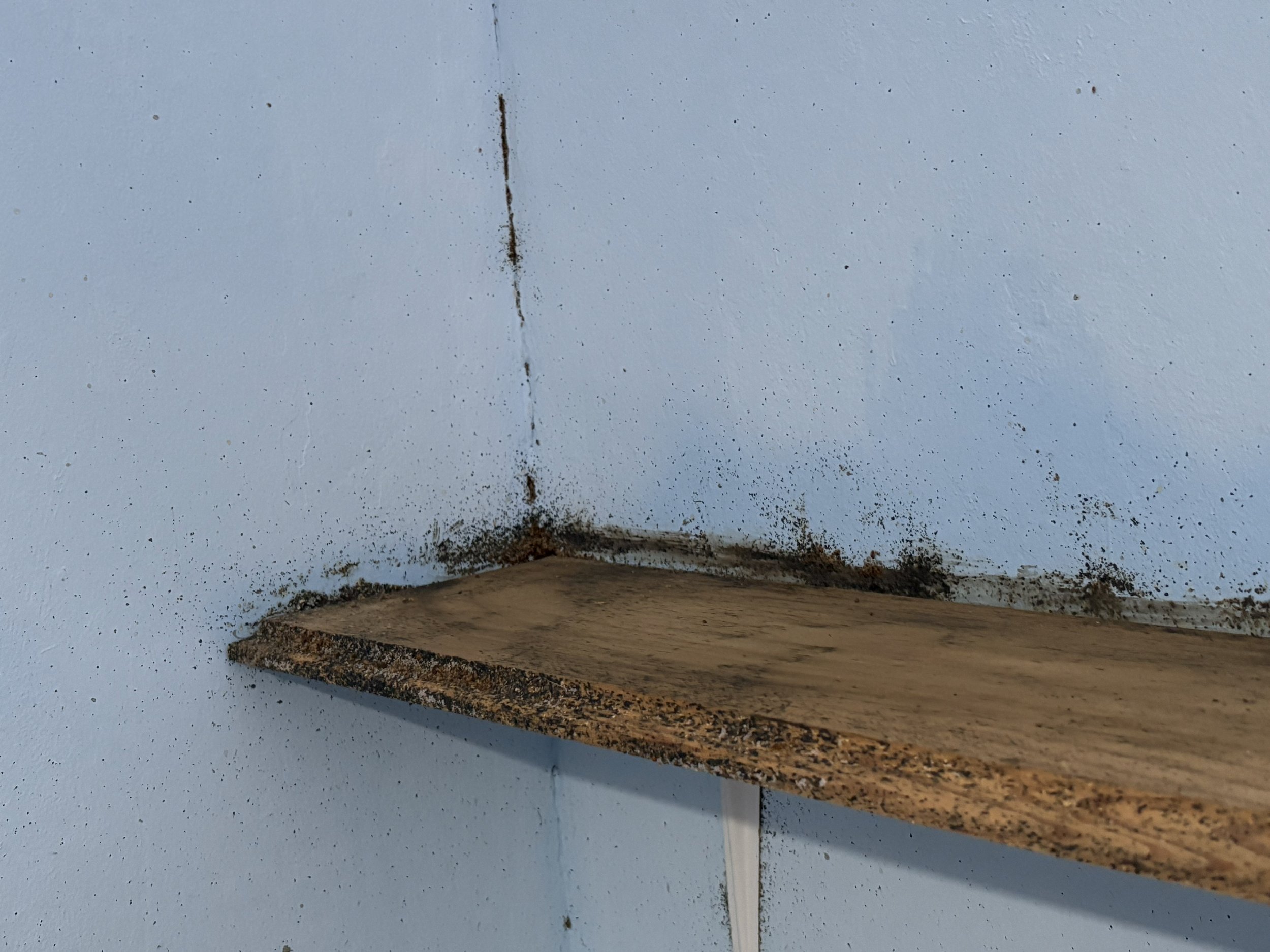 Close-up of a corner of a wall with bed bug faces around a wooden shelf.