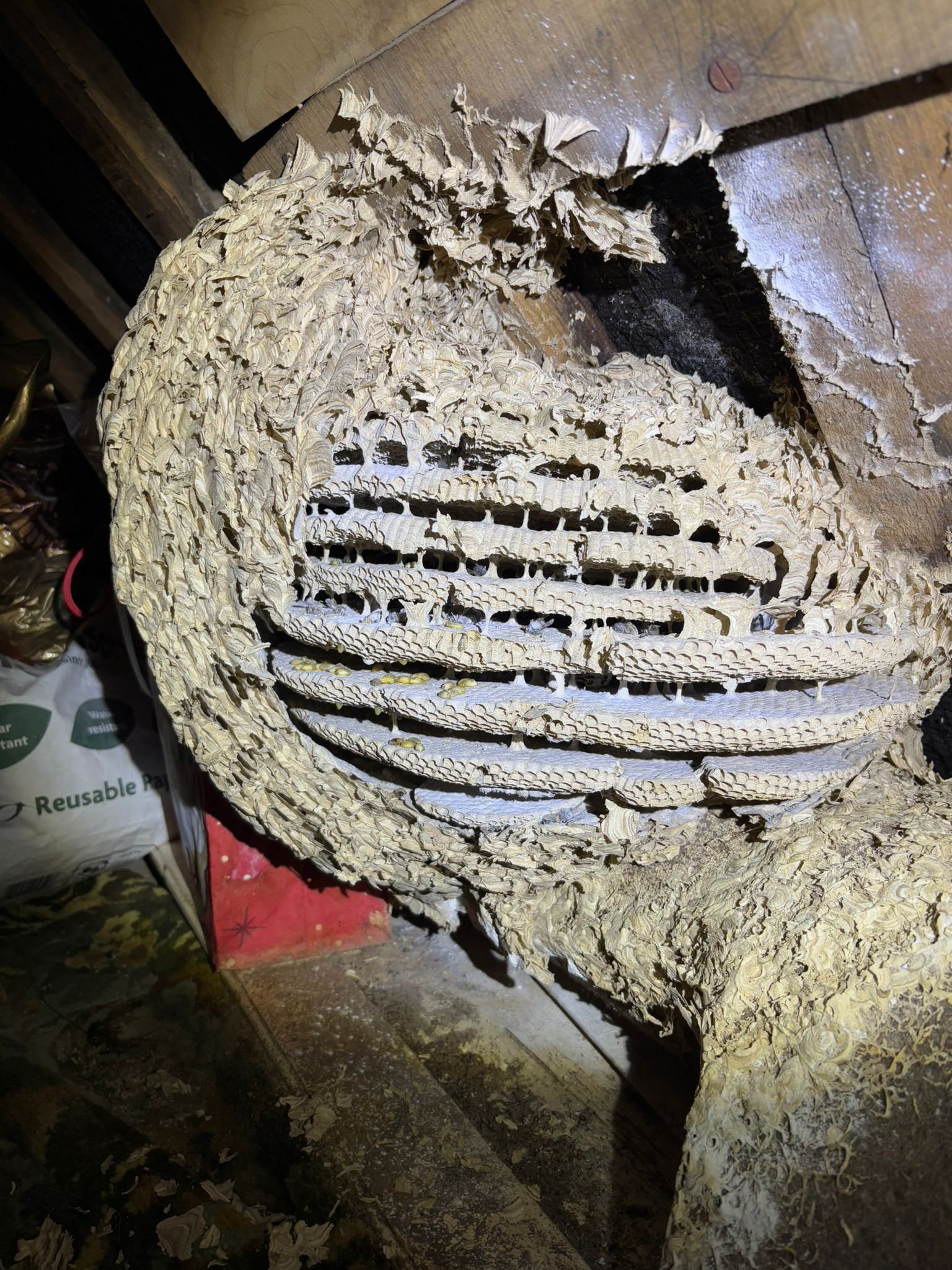 A partially carved open wasp nest with insecticide.