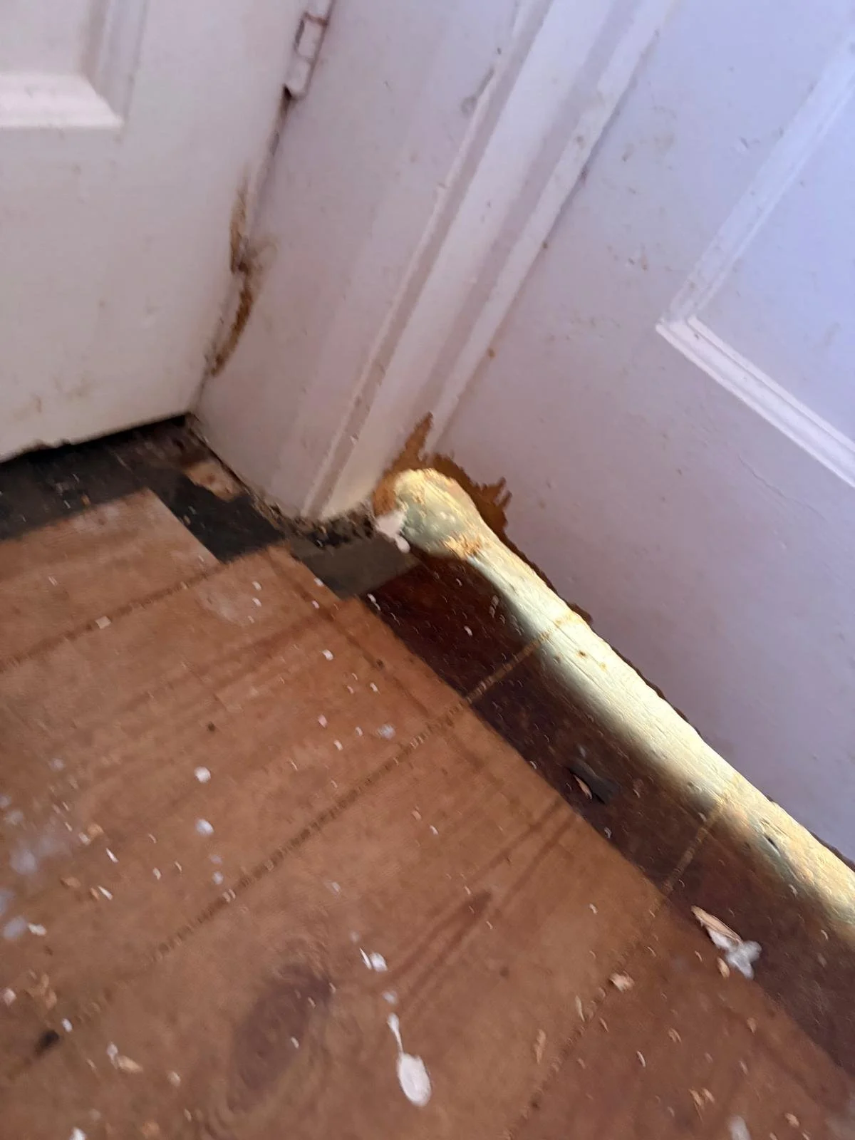 Pest Control rat gnawed under door.