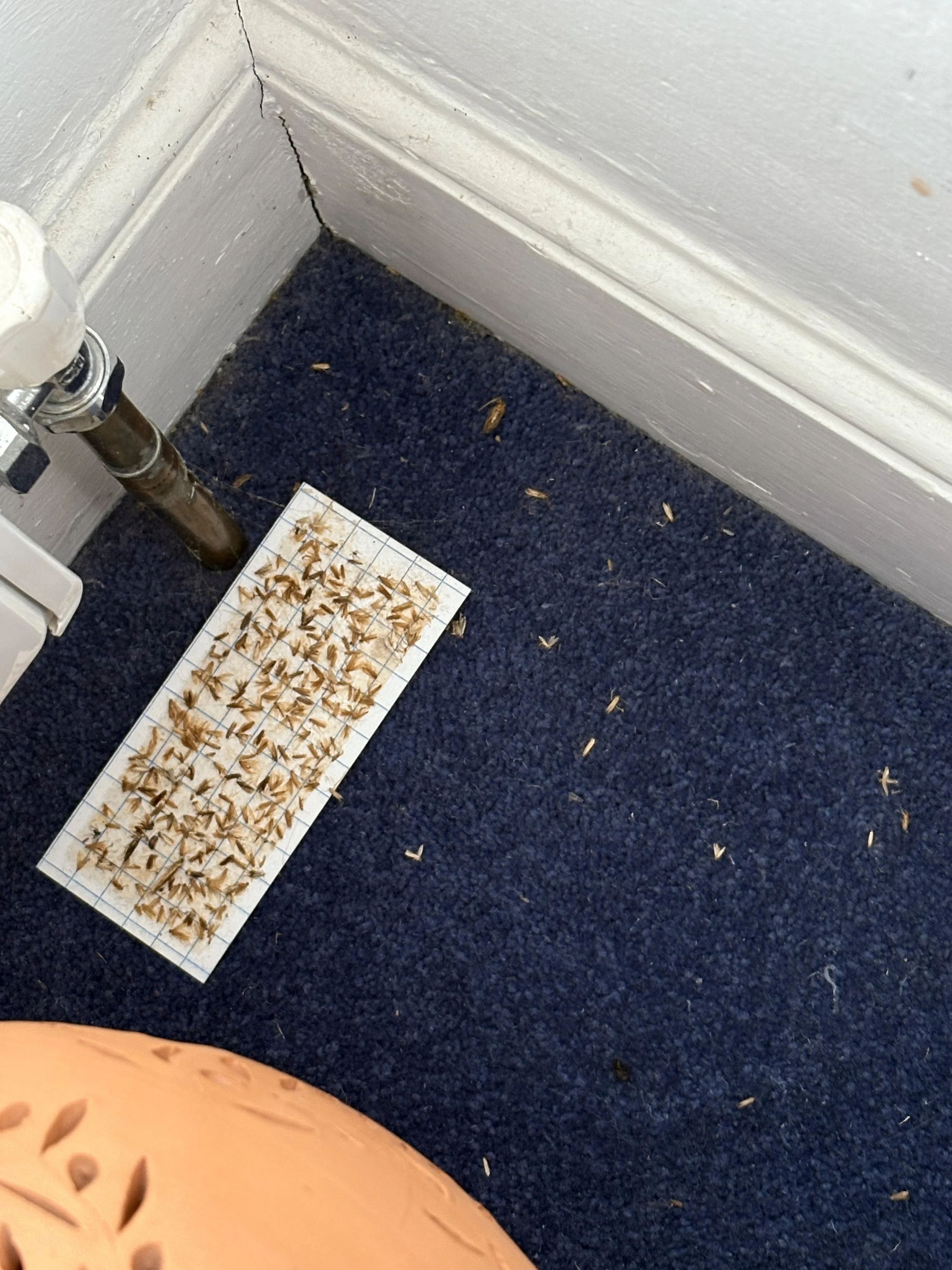 A corner of a room with a blue carpet, a crack in the wall, a radiator pipe, and a piece of paper with numerous small, light brown insect wings or bodies collected on it. Some debris is scattered on the carpet.