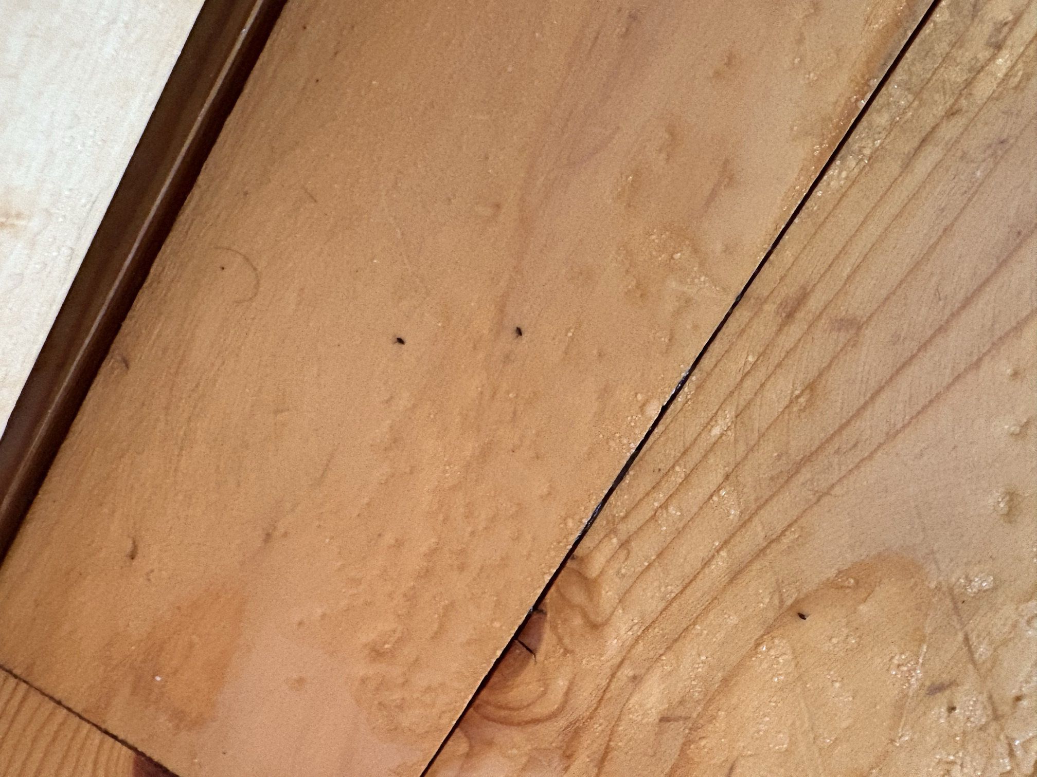 Close-up of a wooden surface with some small dirt and debris.