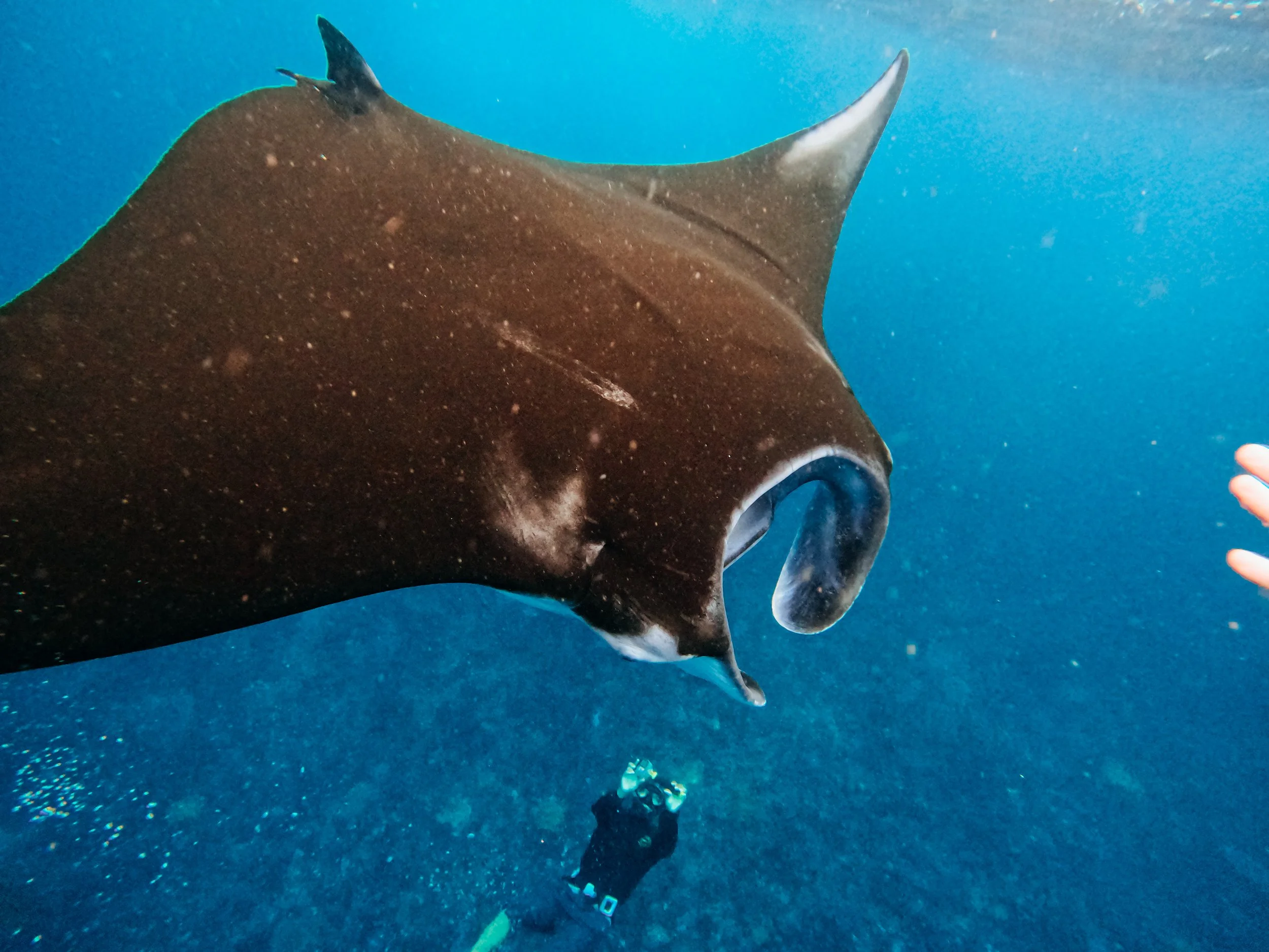 A diver underwater with a large stingray swimming nearby and a person's hand reaching out.