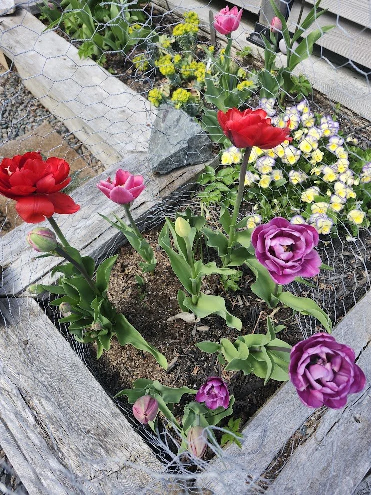 my garden.jpg