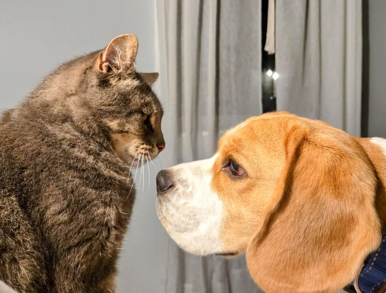 A close-up of a tabby cat and a beagle dog facing each other nose-to-nose indoors with curtains in the background.