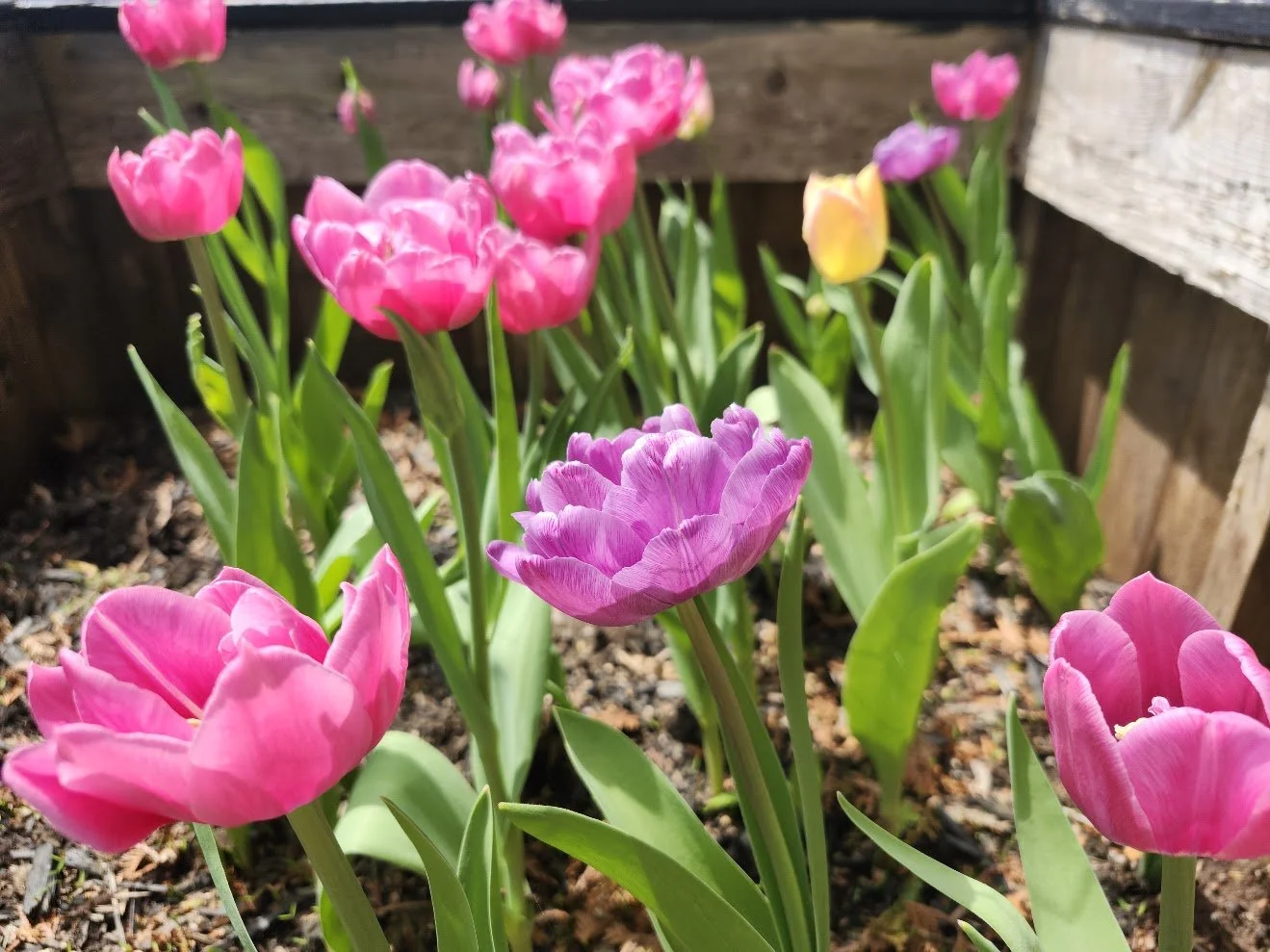 my spring tulips.jpg