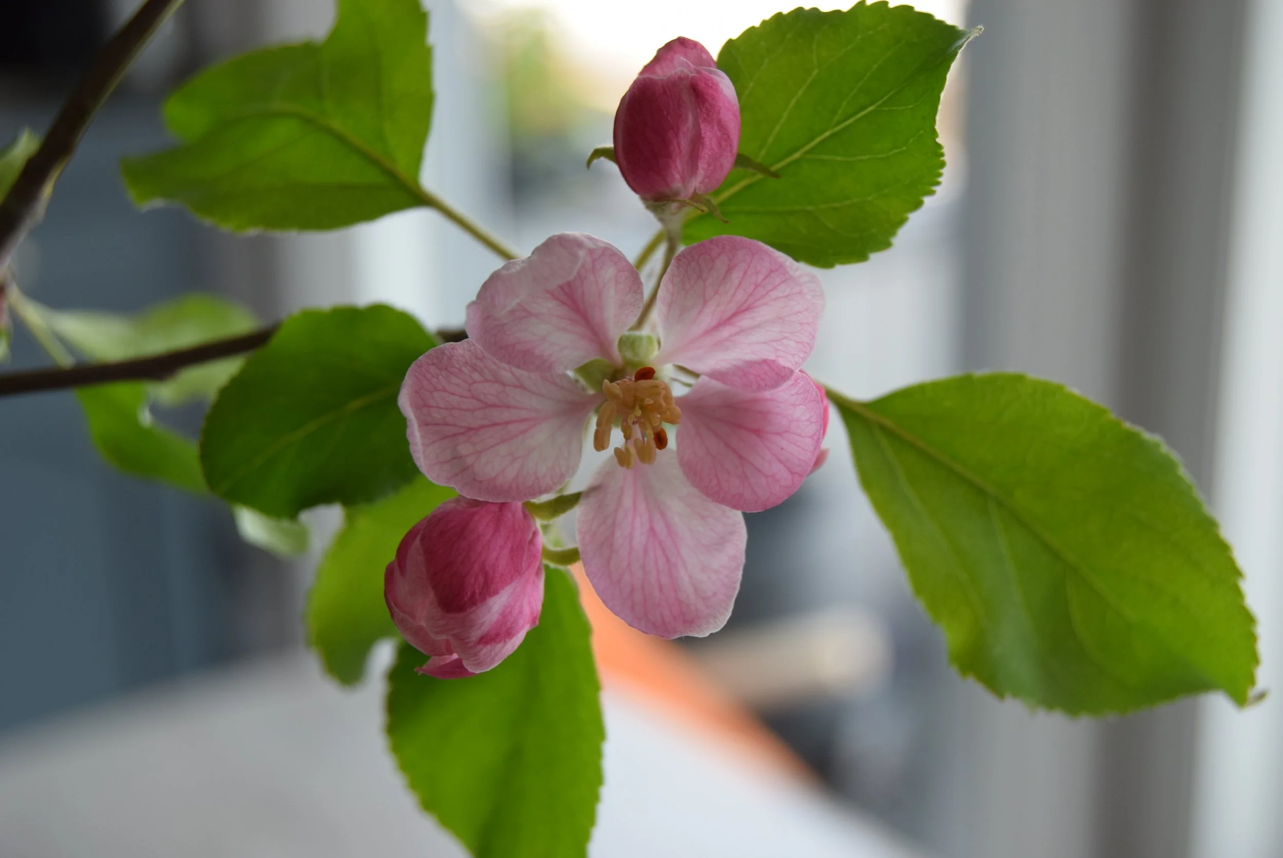 Pink flowering apple blossom 