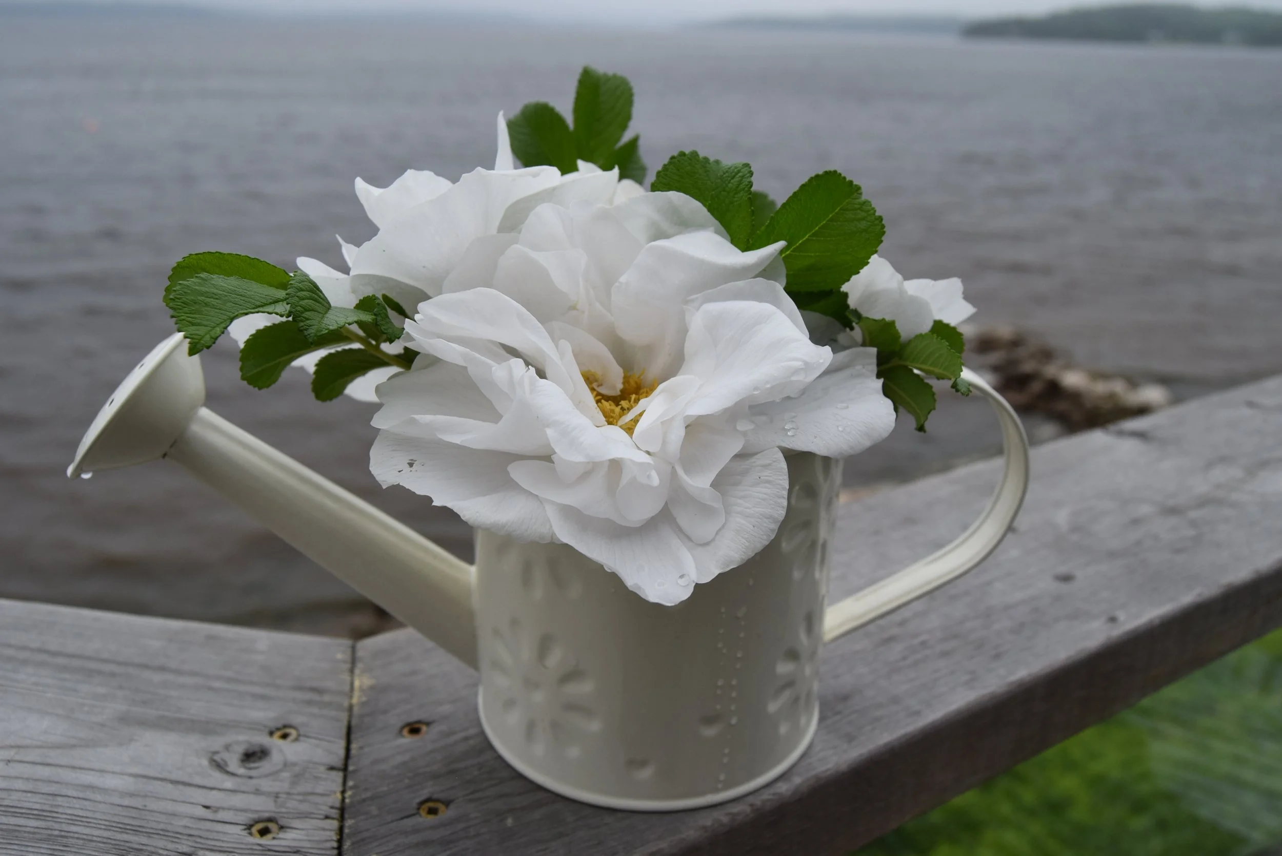 A white watering can with a large white flower