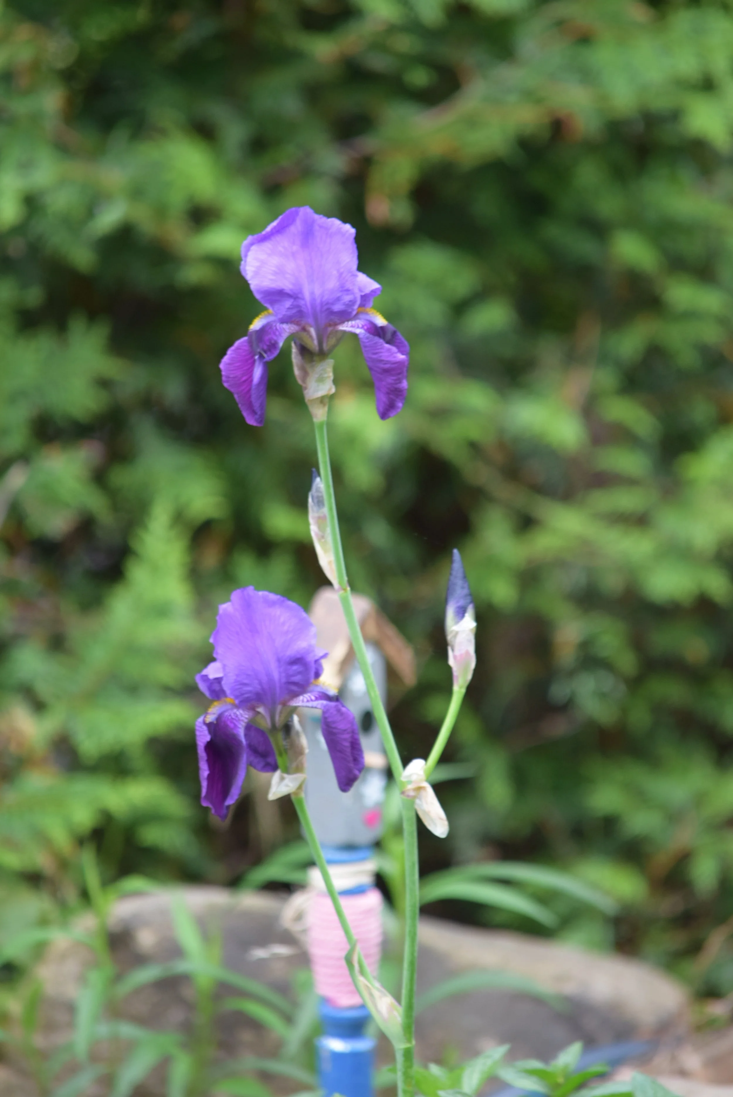 Purple iris flowers blooming in a garden with green foliage in the background.