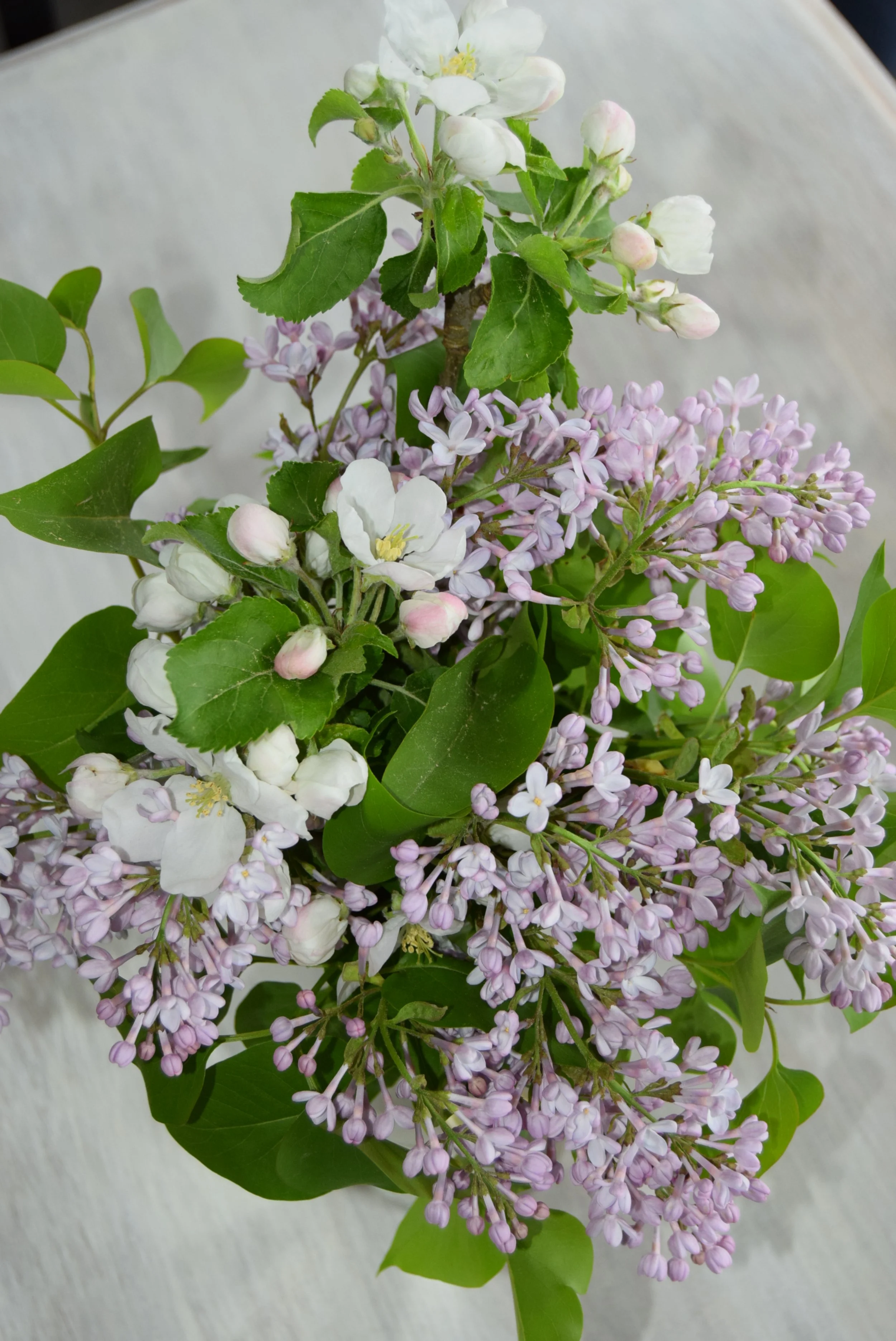 Bouquet of white and light purple lilacs