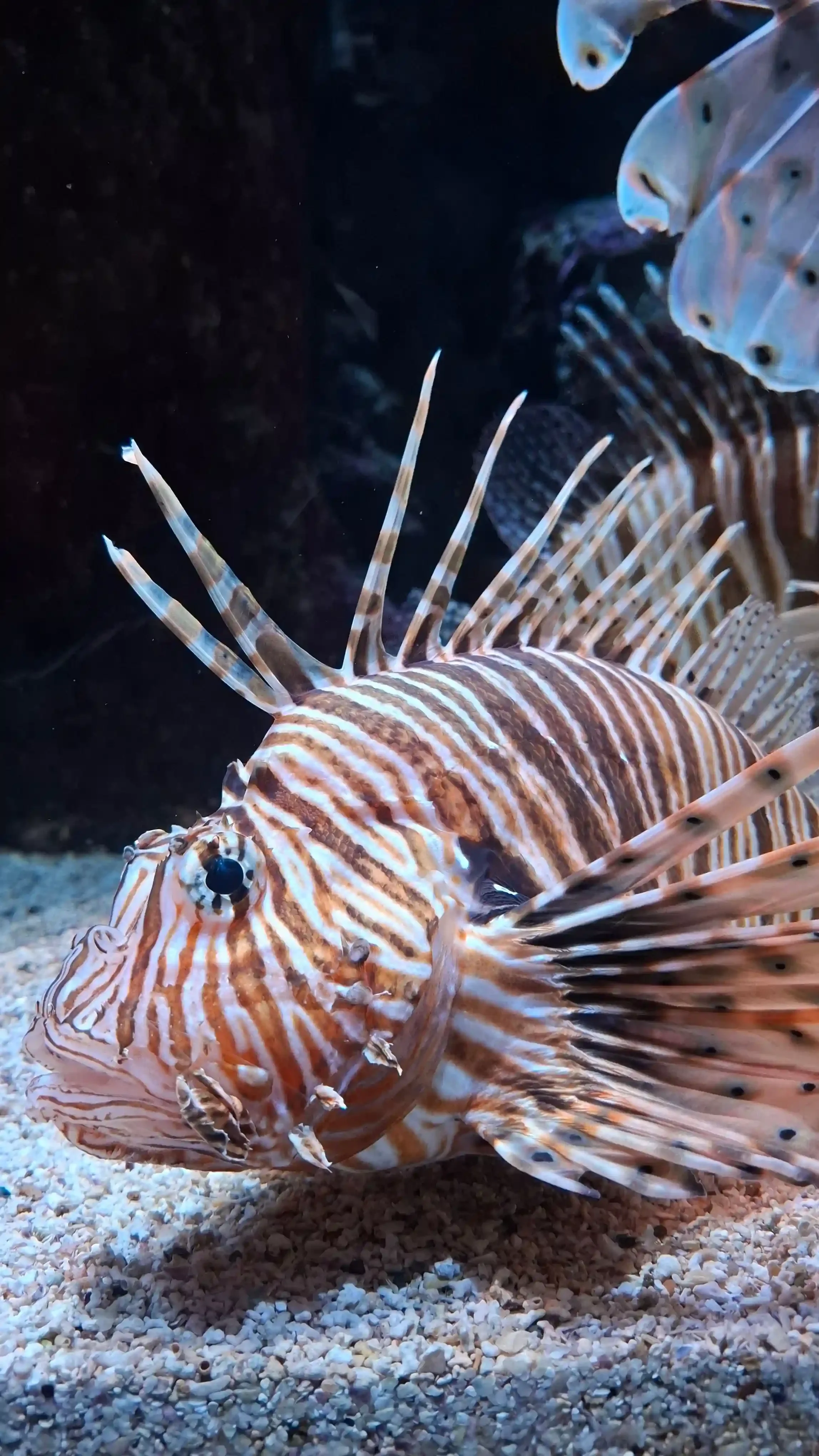 Poisson-lion aux rayures brunes et blanches, espèce invasive à observer avec prudence en plongée à Chypre