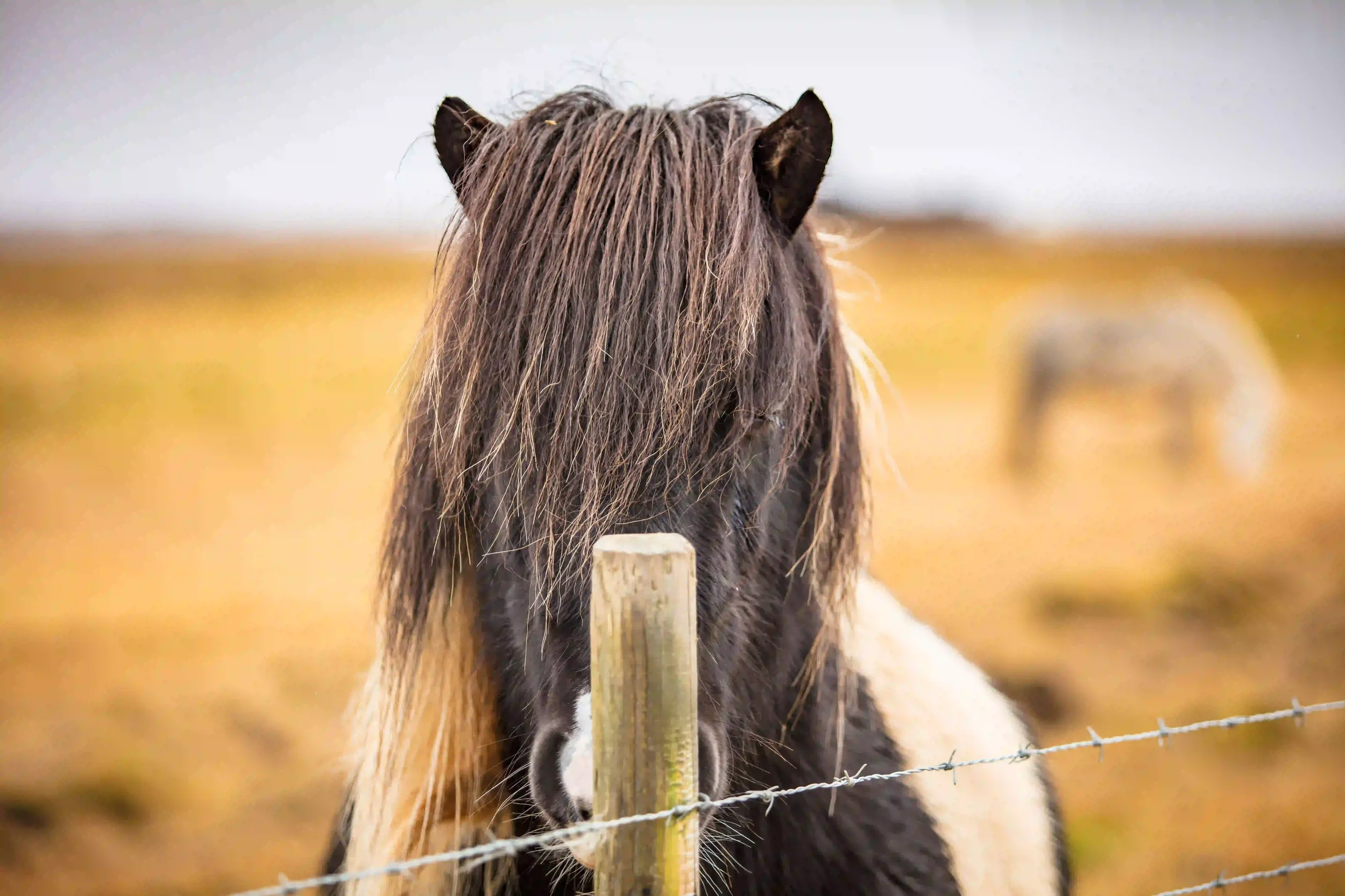 Cheval islandais : la race, son histoire et où les rencontrer en Islande