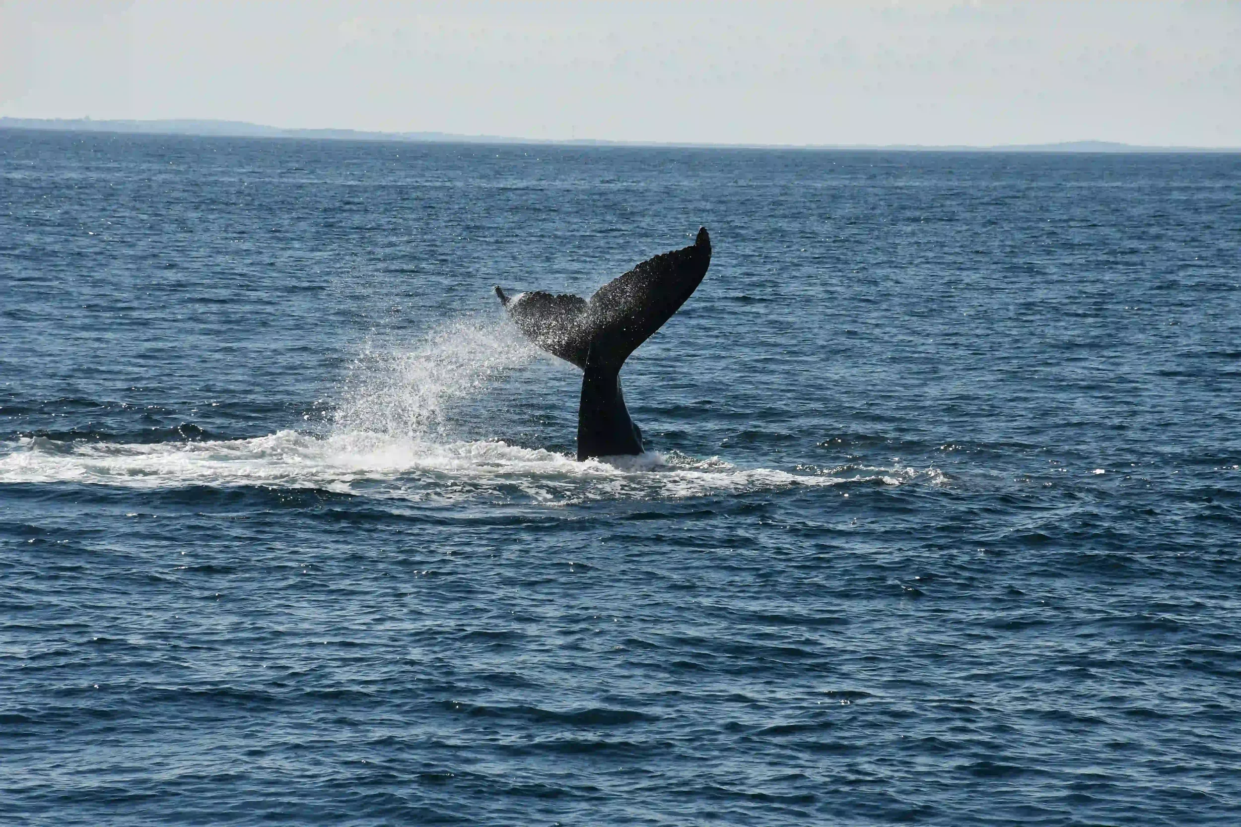 Baleines, macareux... : quels animaux voir en Islande et à quelle période ?