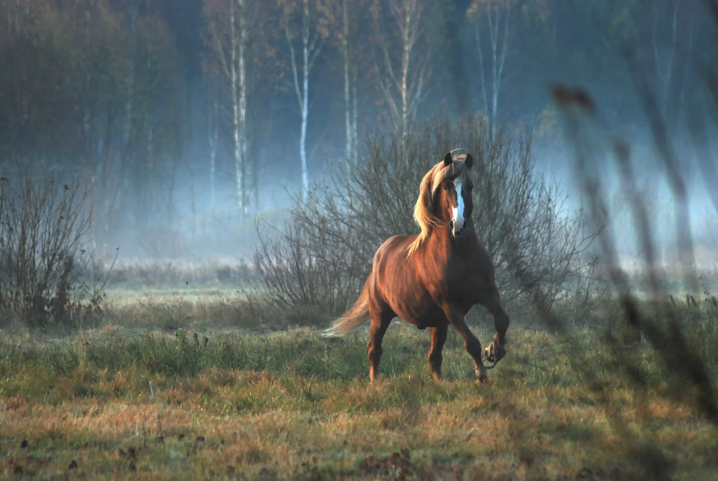 Tölt, allure spécifique au cheval islandais
