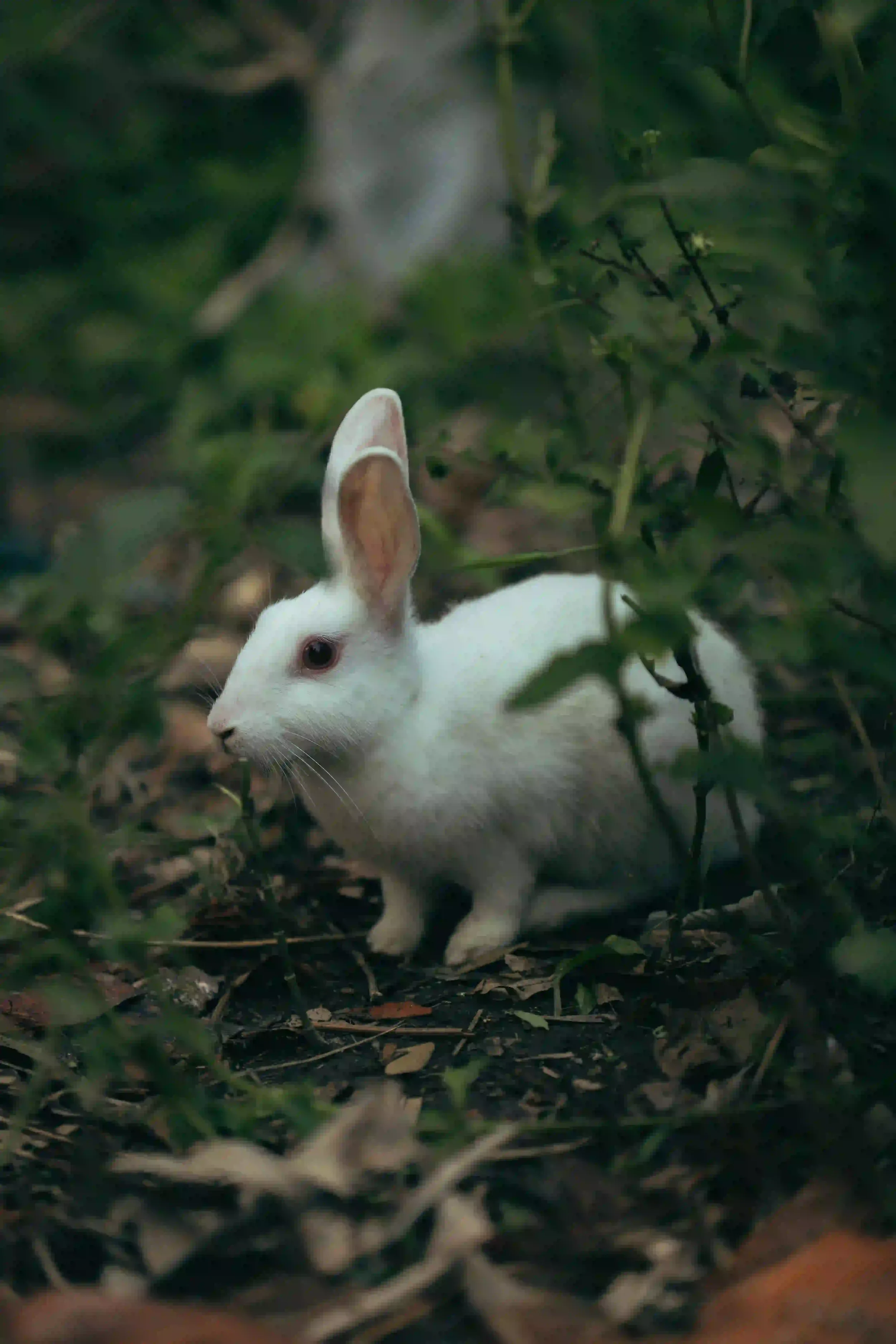 Lapin blanc dans la végétation, incarnation animale du Munaciello selon le folklore ischitain