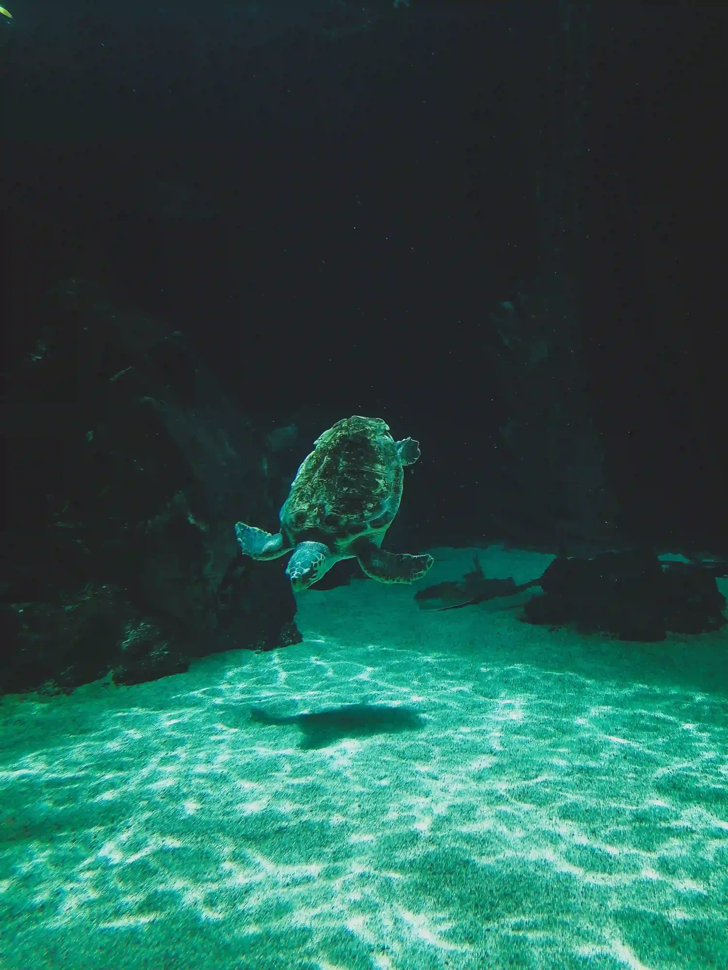Tortue caouanne (Caretta caretta) nageant sous l'eau, à observer lors d'une plongée à Chypre