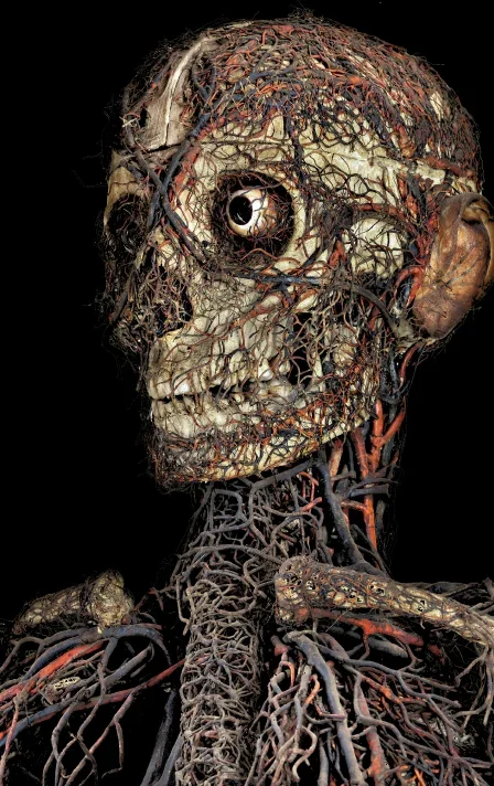Détail du crâne d'une machine anatomique de la chapelle Sansevero à Naples — réseau vasculaire en fibres de soie et câbles métalliques enrobés de cire, reconstitué avec une précision anatomique extraordinaire au XVIIIe siècle.
