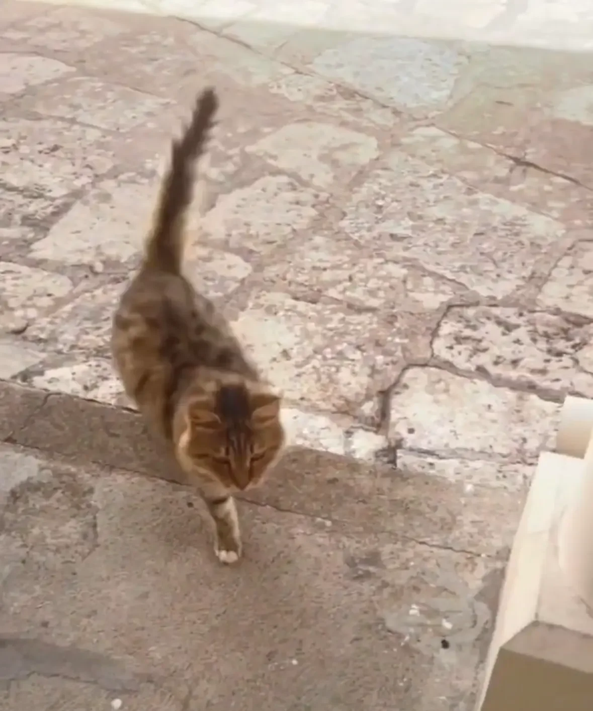 Chat marchant sur les pavés dans l'enceinte du monastère Agios Neophytos, Paphos