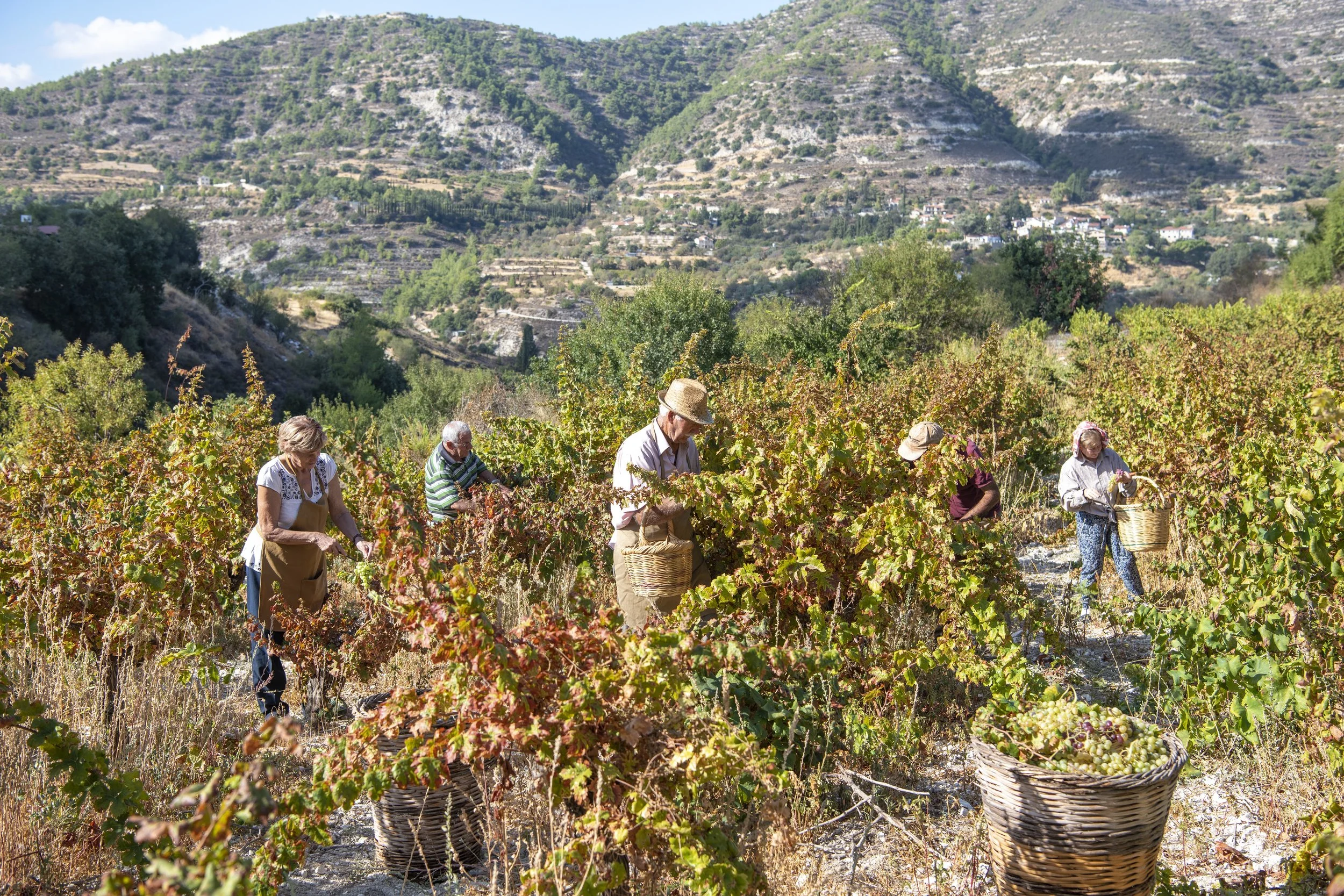 Vendangeurs récoltant les raisins à la main dans les vignes du massif du Troodos, région de production du Commandaria AOP