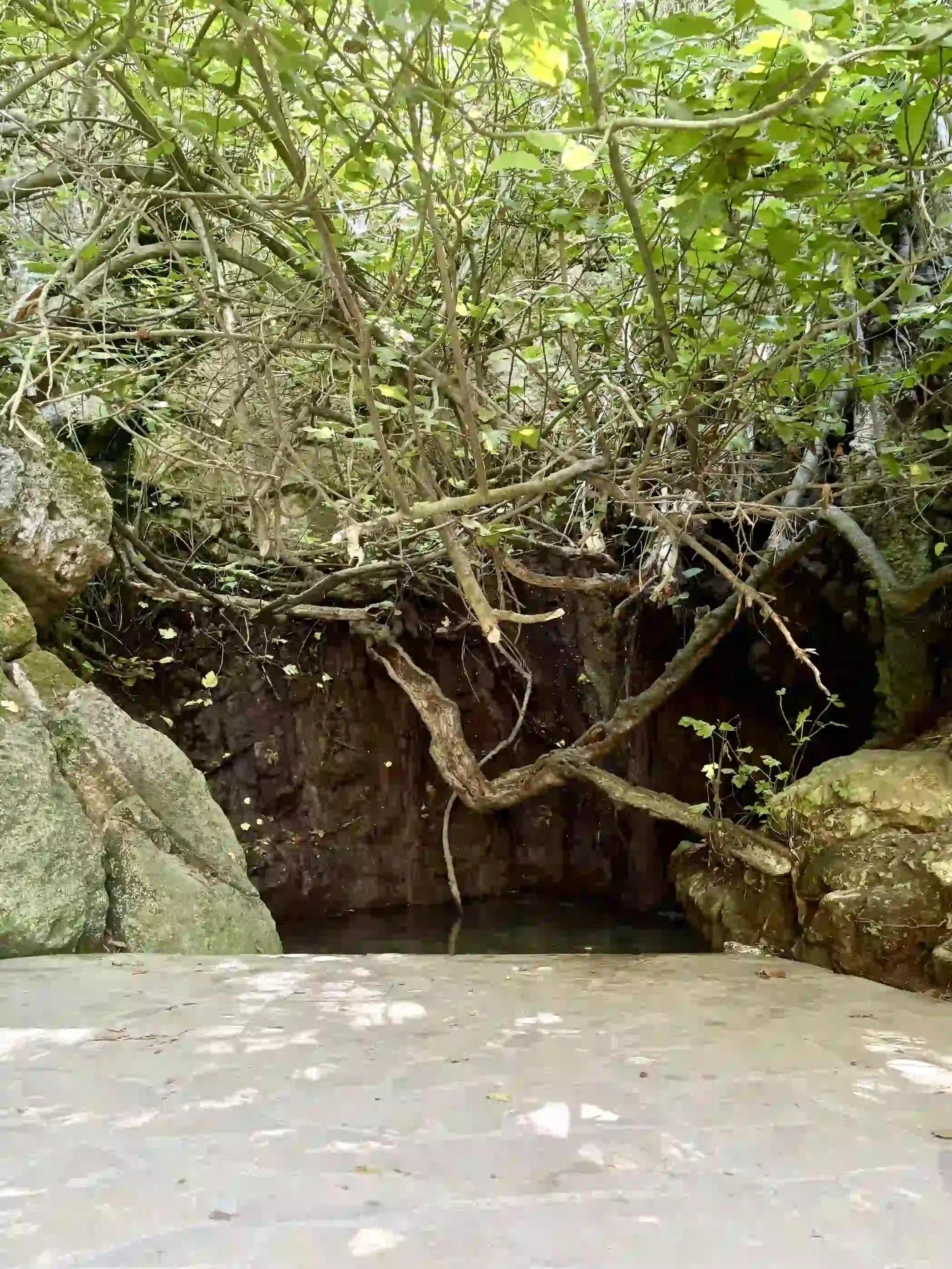 Grotte naturelle des Bains d'Aphrodite entourée de racines, à l'ombre d'un vieux figuier, sur la péninsule d'Akamas à Chypre