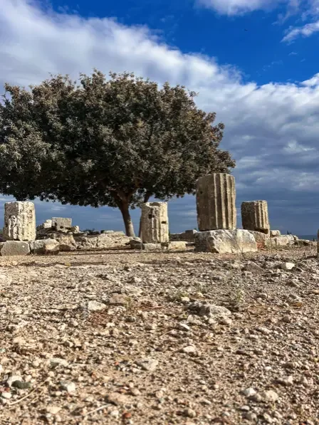 Ruines antiques à Paphos, Chypre, avec un olivier centenaire sous un ciel bleu méditerranéen