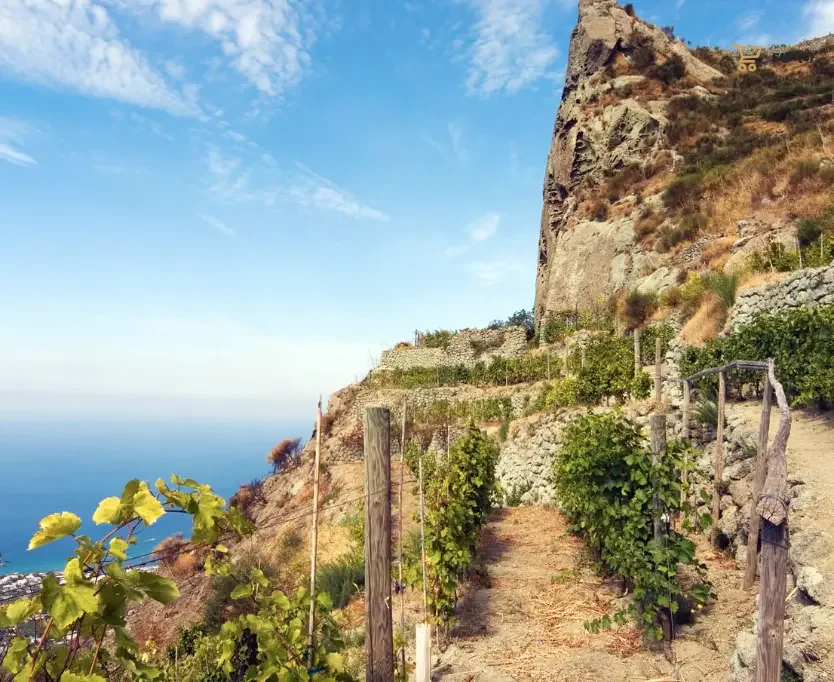 Vignes en terrasses sur les pentes d'Ischia, viticoltura eroica de Casa D'Ambra