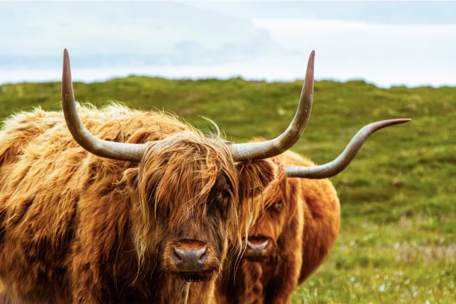 Highland Cows