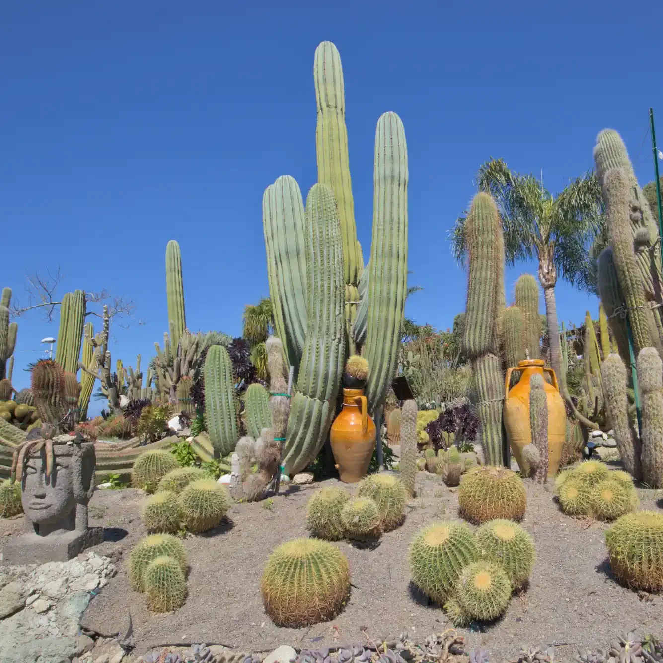 Collection de cactus et succulentes des Giardini Ravino, Forio, Ischia