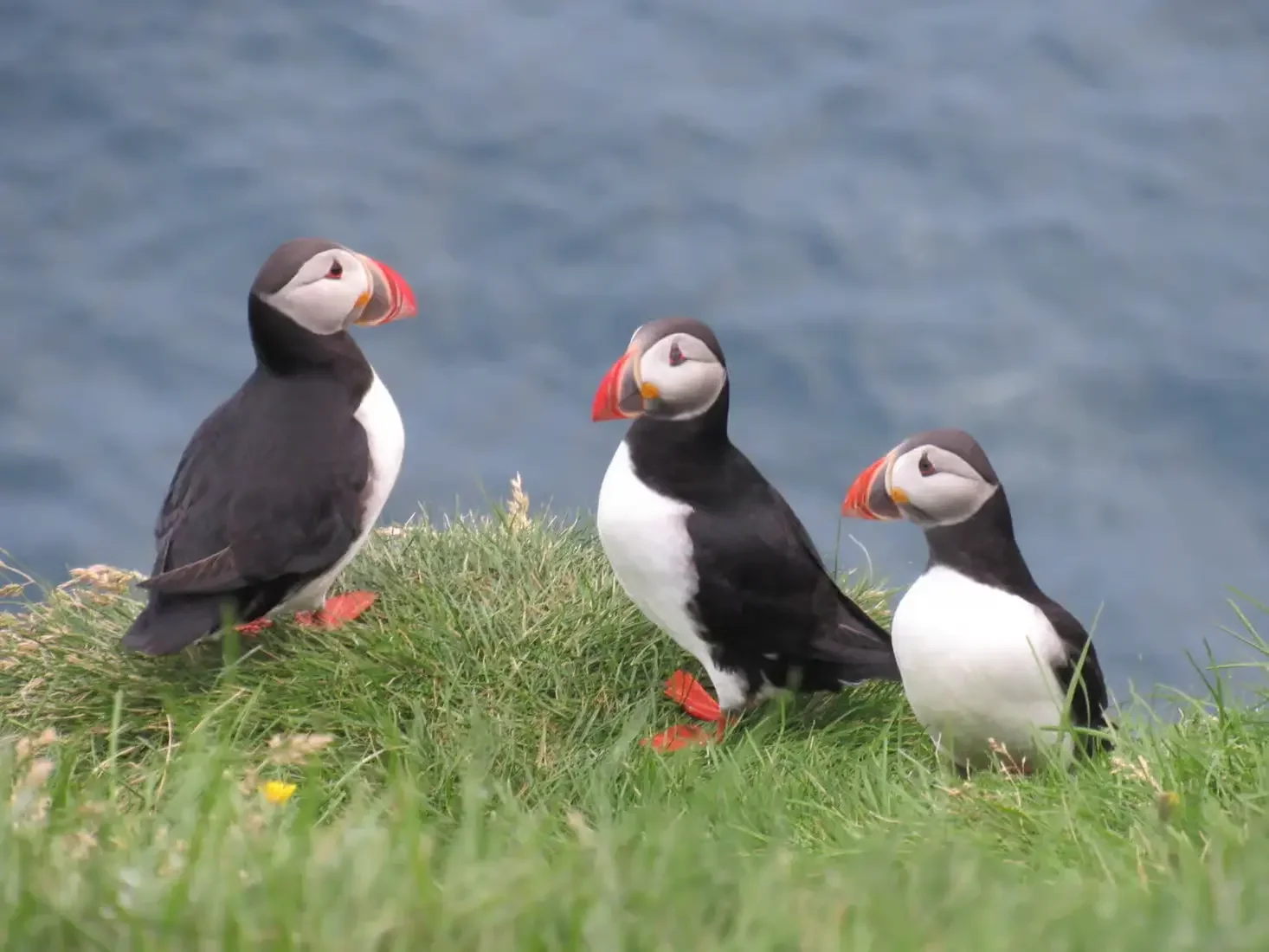 Macareux moines sur les falaises de Heimaey, îles Vestmann, en Islande