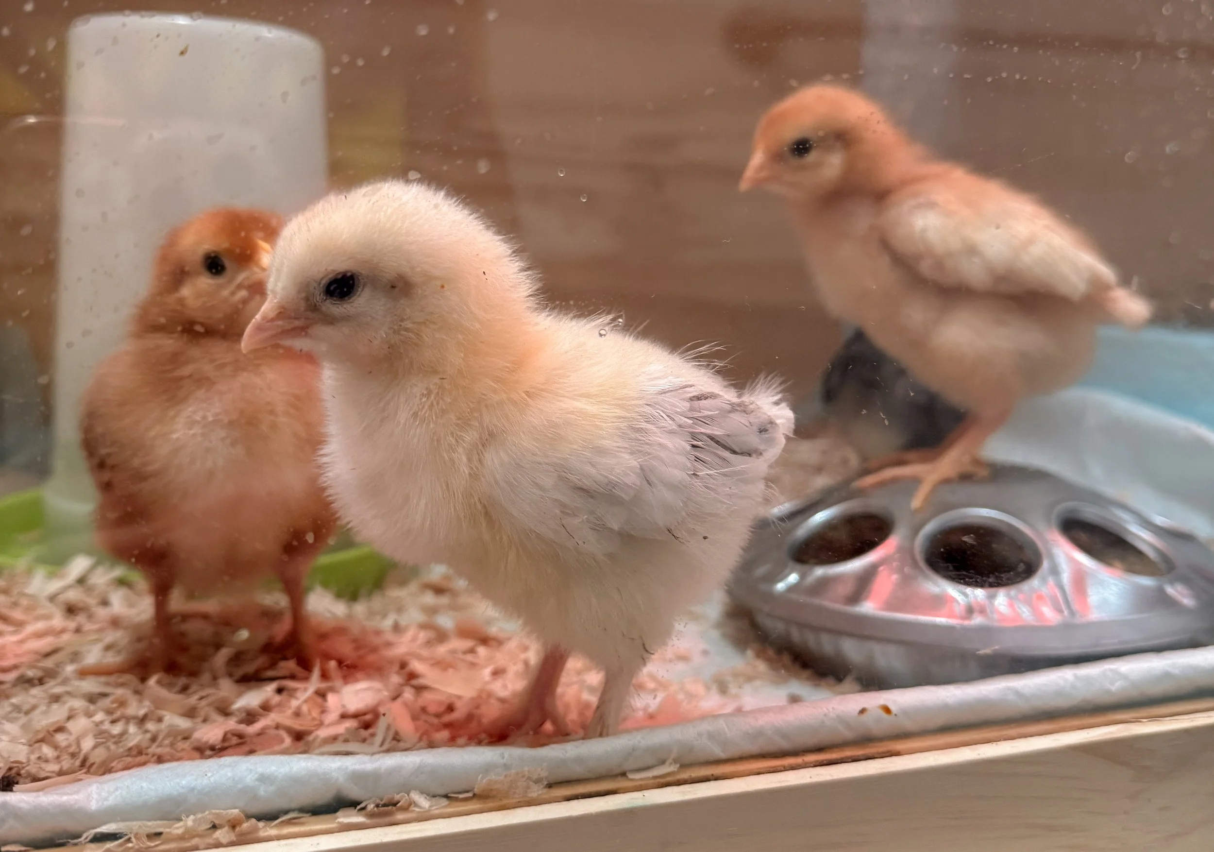 from the repotted roost