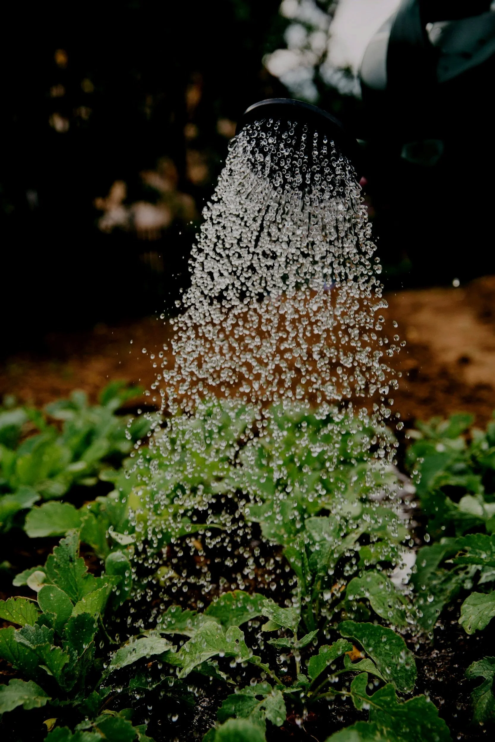 Green corn plants growing in dark soil