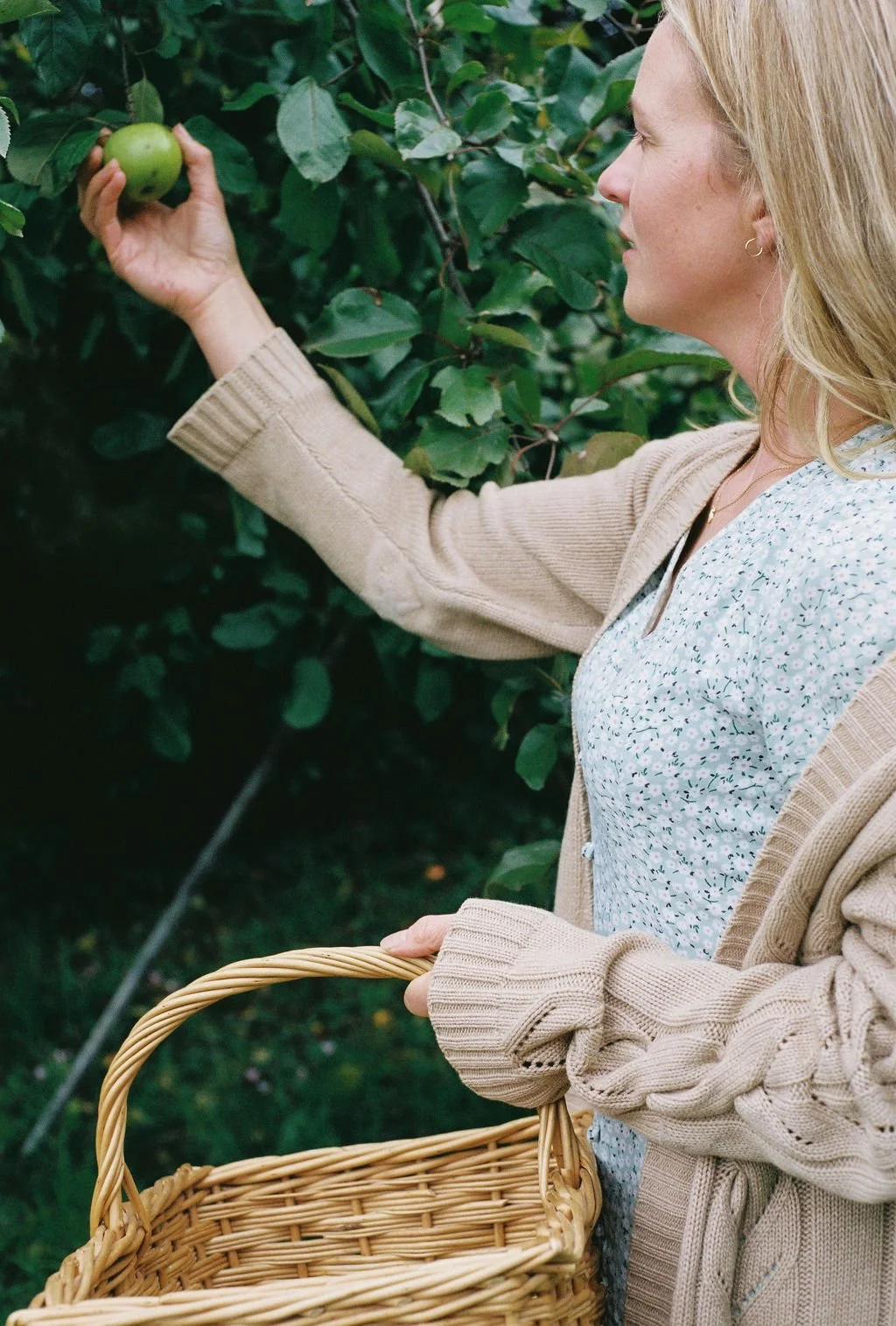A woman picking a green apple from an apple tree while holding a wicker basket.
