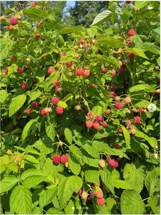 Raspberry Harvest Party!