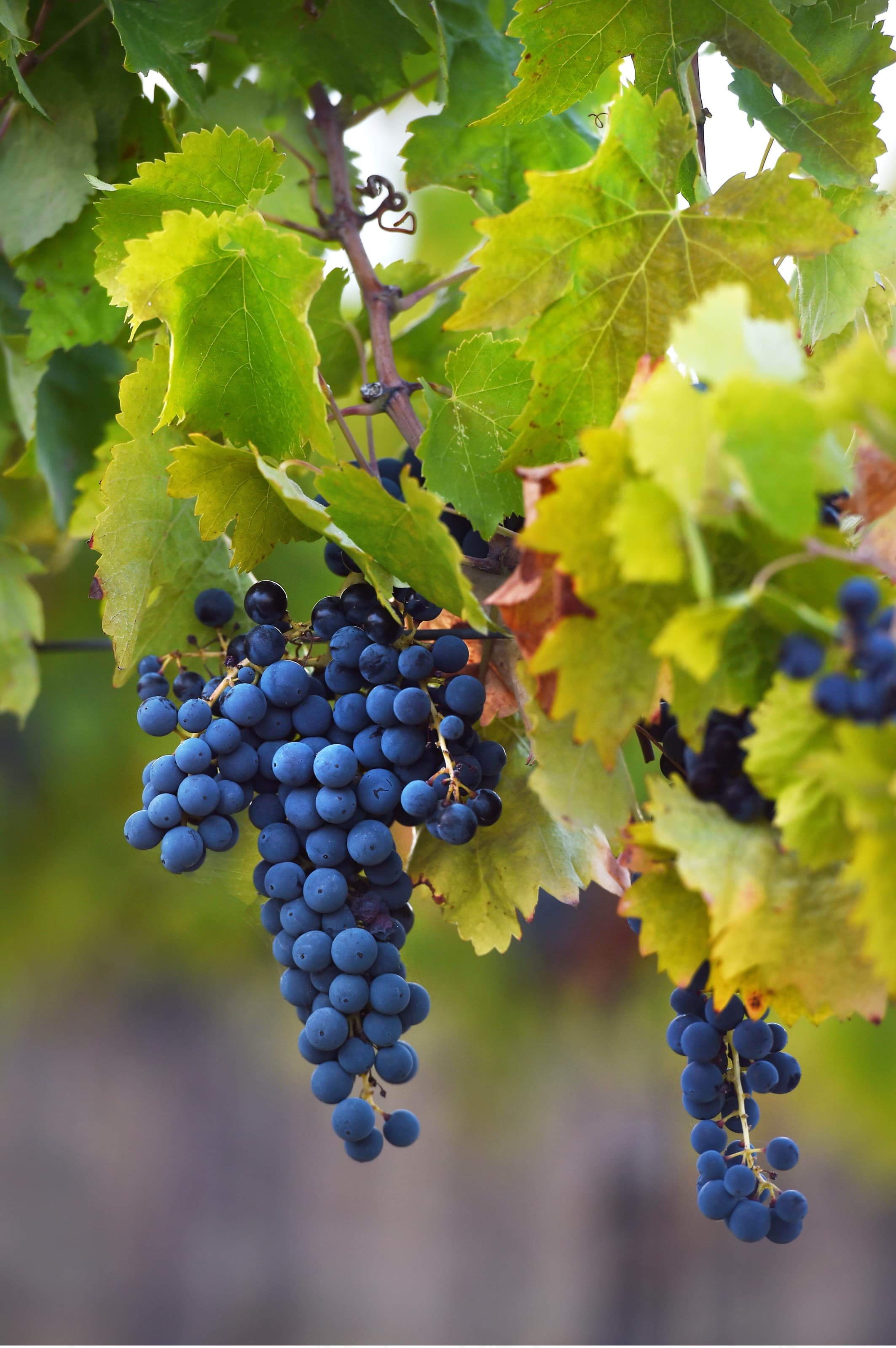 Sagrantino navy blue grape and green leaves