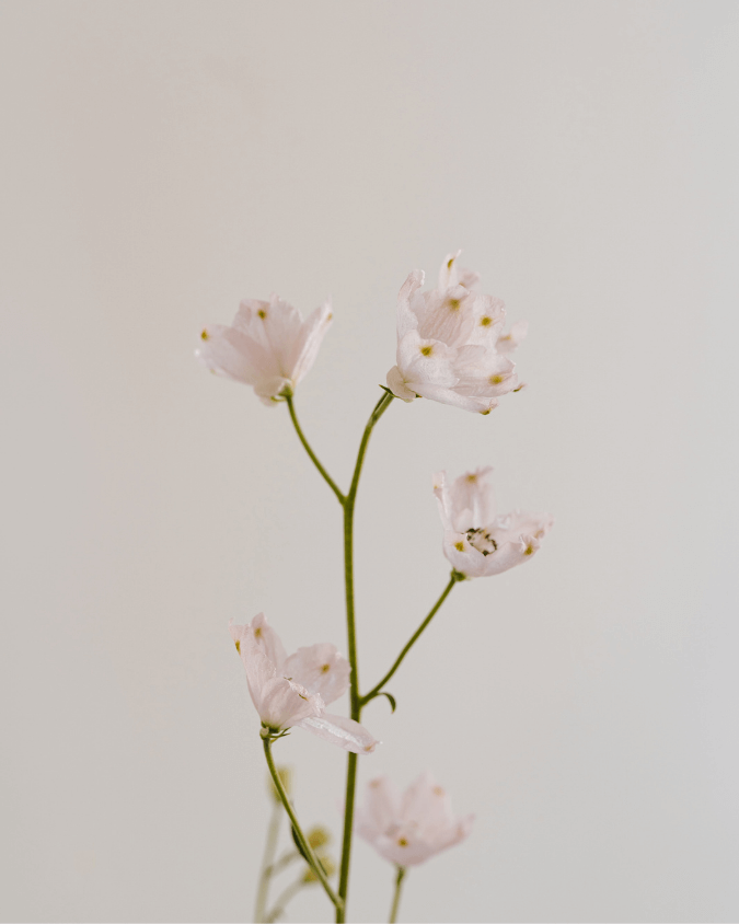 zarte Pflanzen vor einer weißen Wand im Coaching Raum