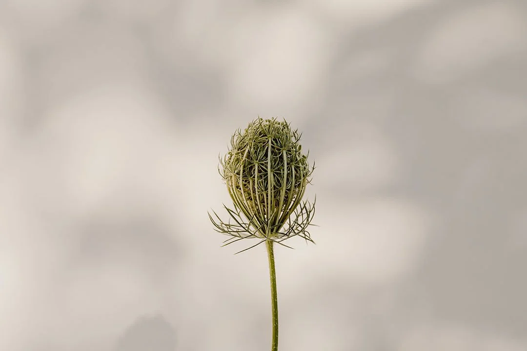 Nahaufnahme eines wilden Dillblütenkopfes gegen einen neutralen Hintergrund.