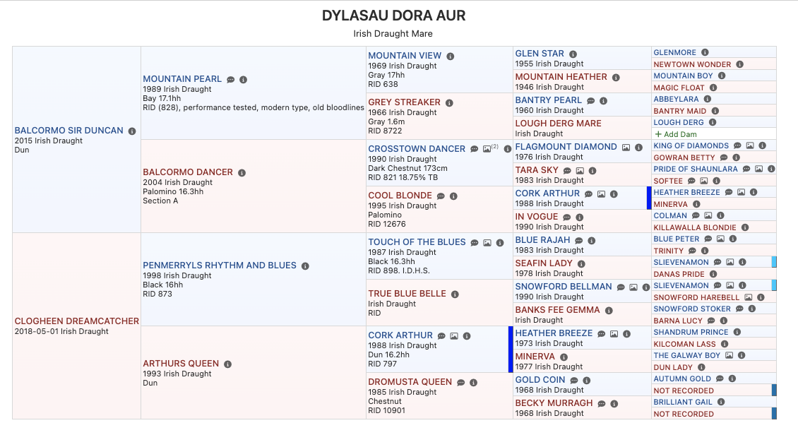 Dora Aur Pedigree.png