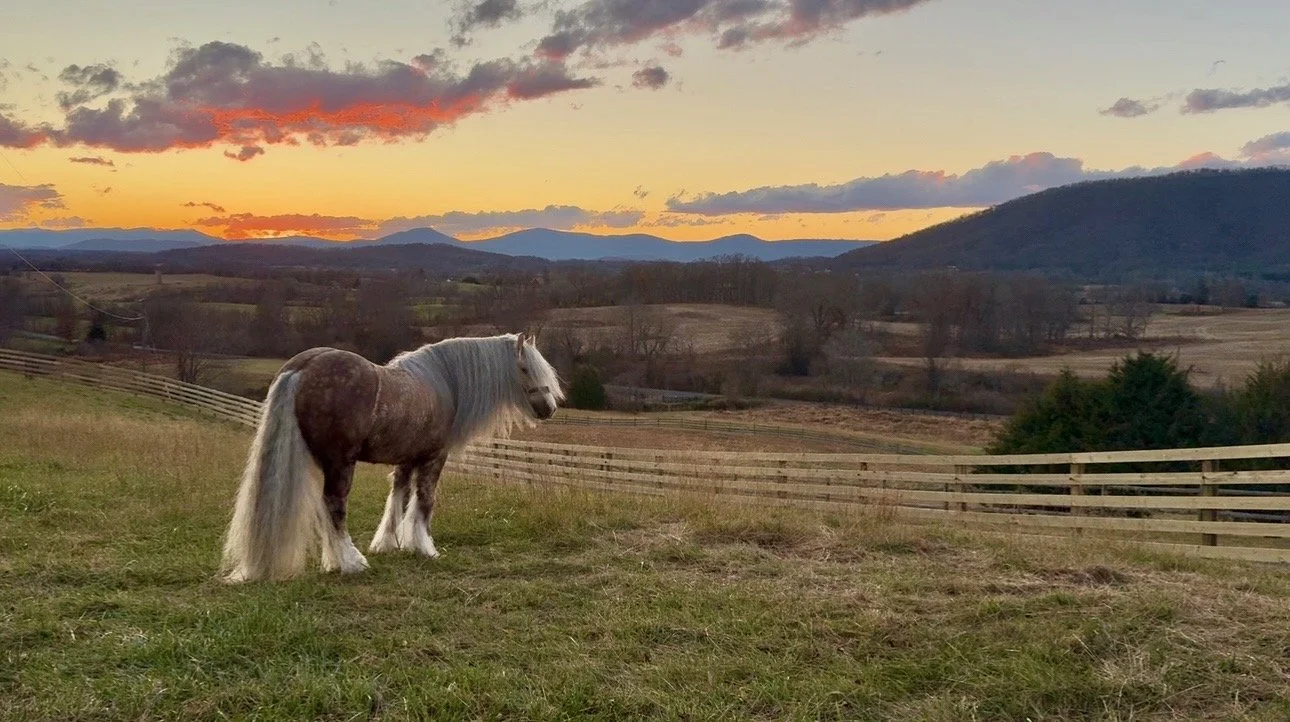 Irish Cob stallion The Goldfinch