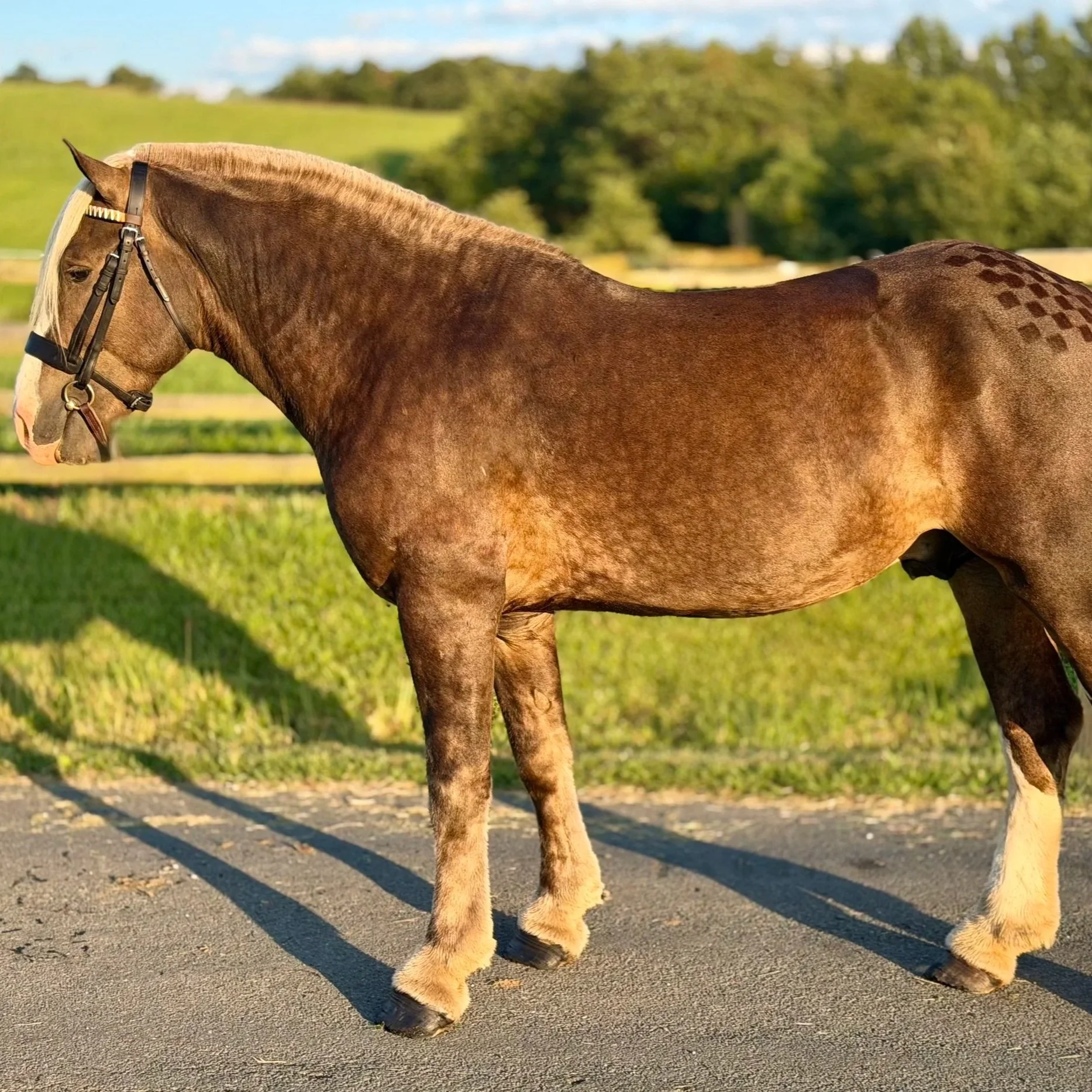 Cairnview Notorious