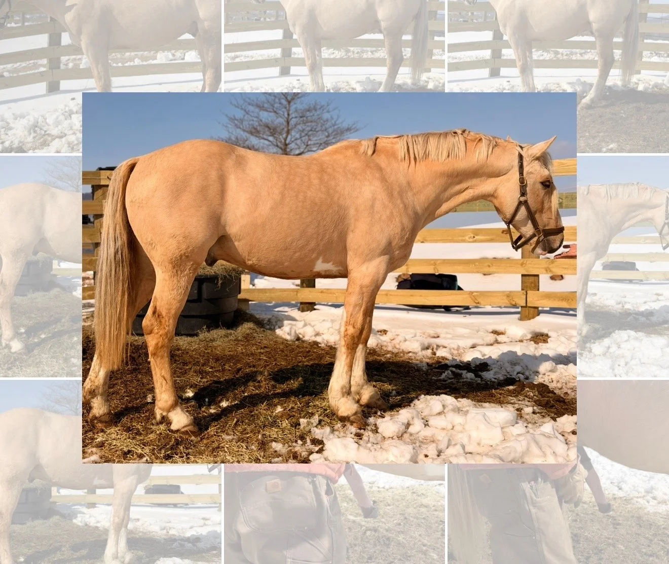 Dylasau Arthur Tudor