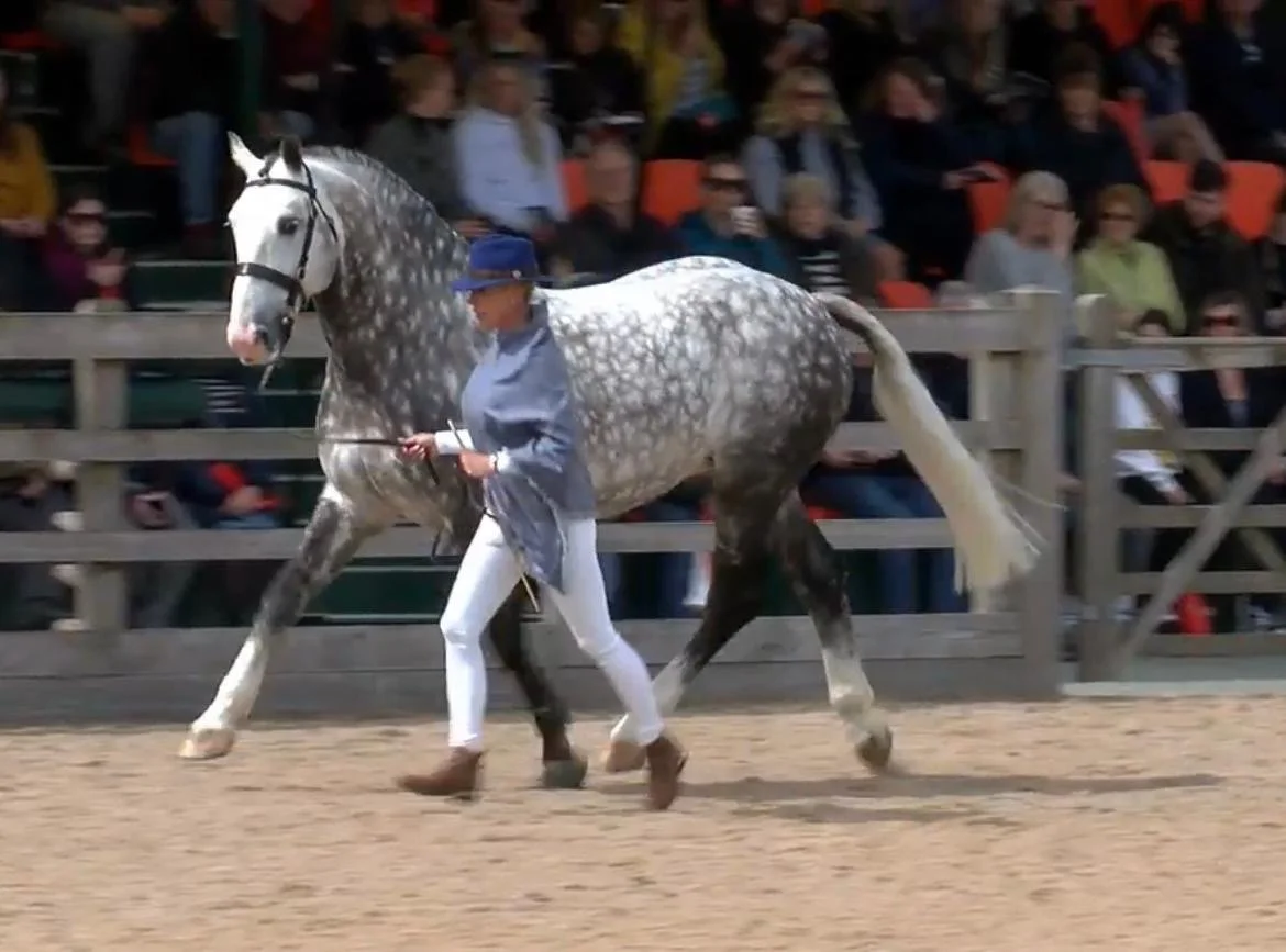 Cappa Sarsfield 4.JPG