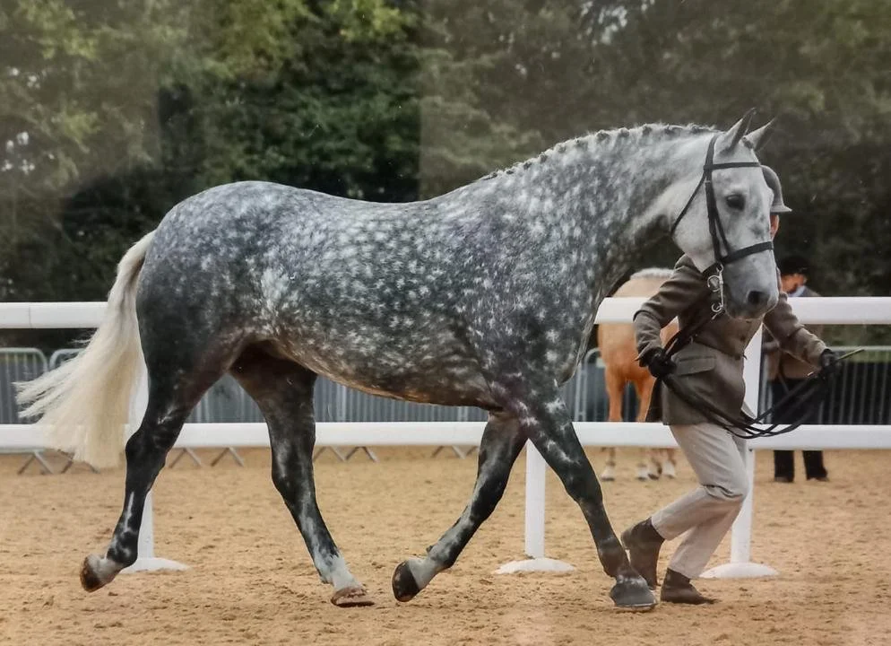 Cappa Sarsfield 5.JPG