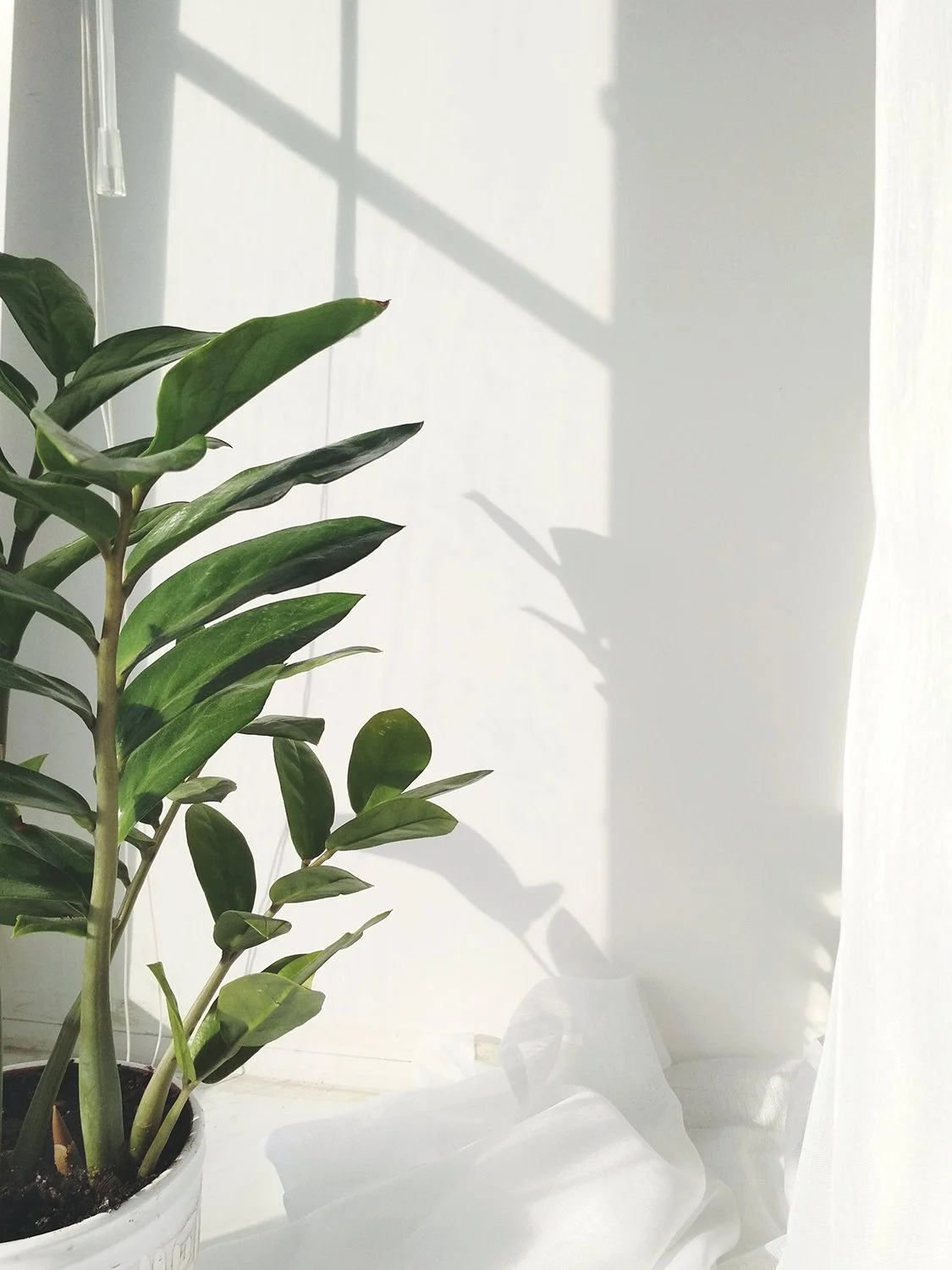 Potted leafy green plant with shadow cast on white curtain by sunlight.