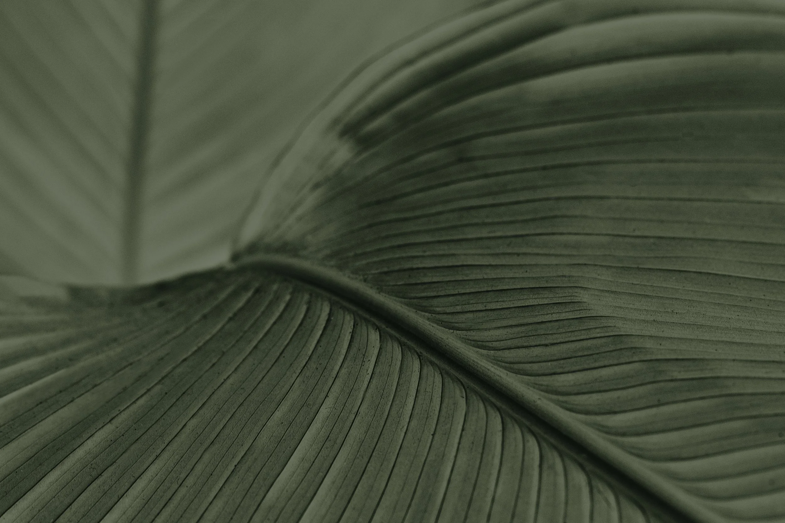 Close-up of green banana leaf showing detailed veins and texture.