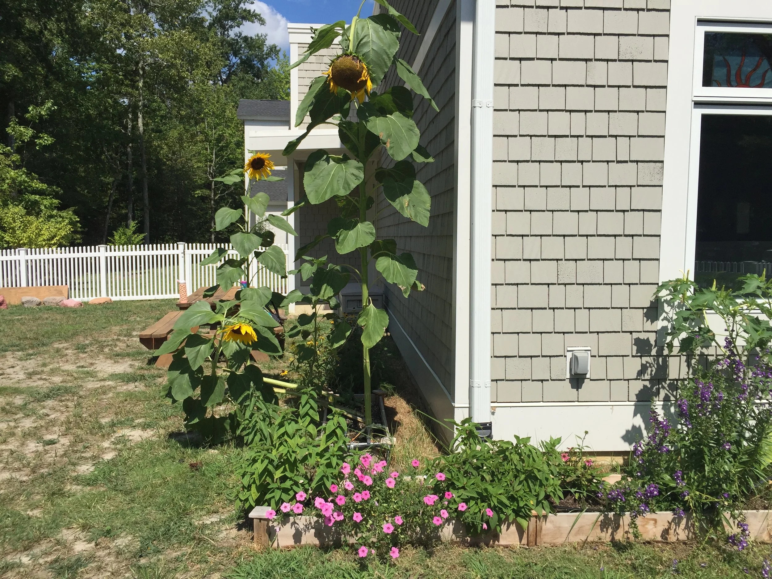 tall sunflower playground.JPG