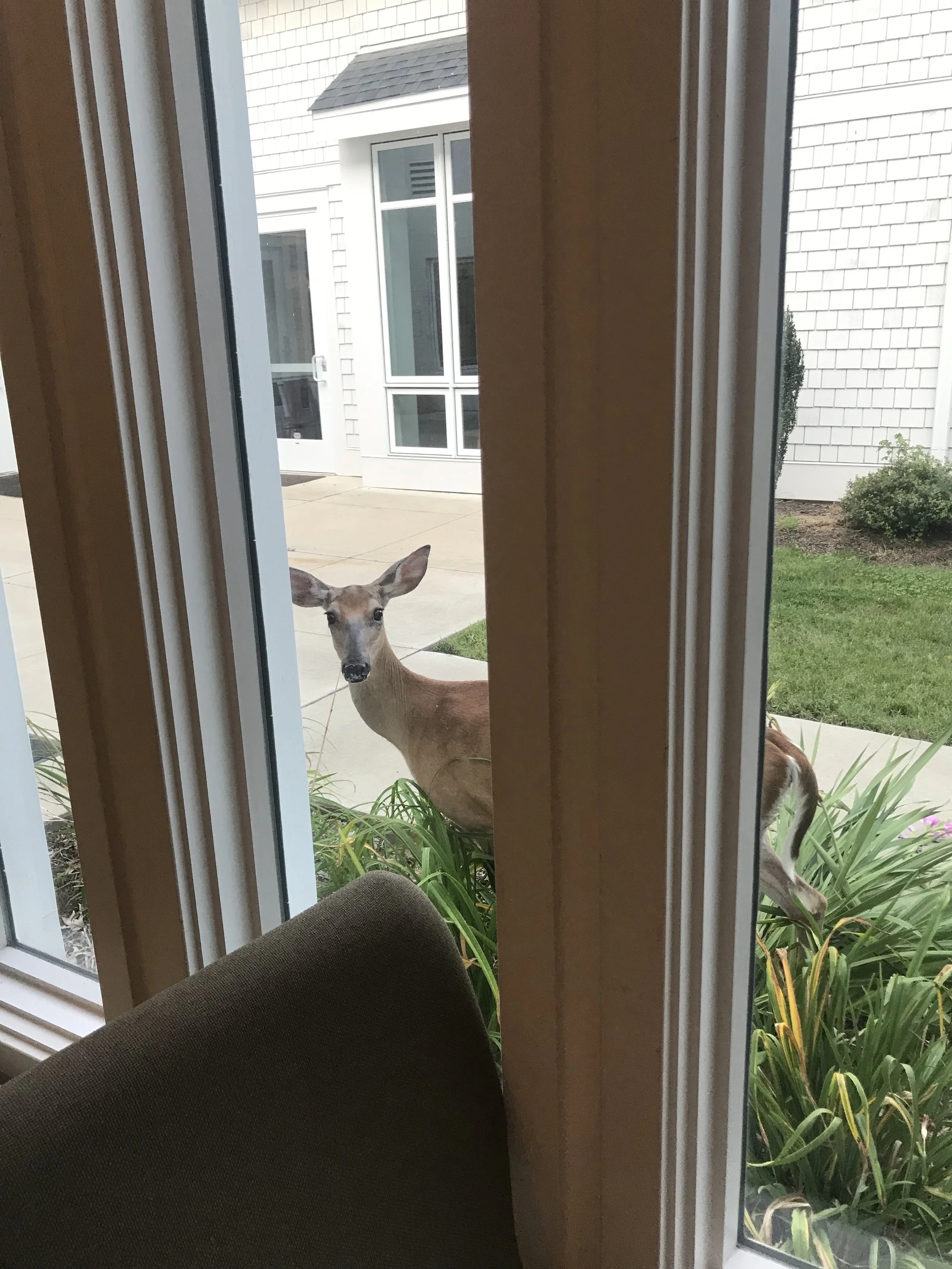 deer looking in sanc.jpg