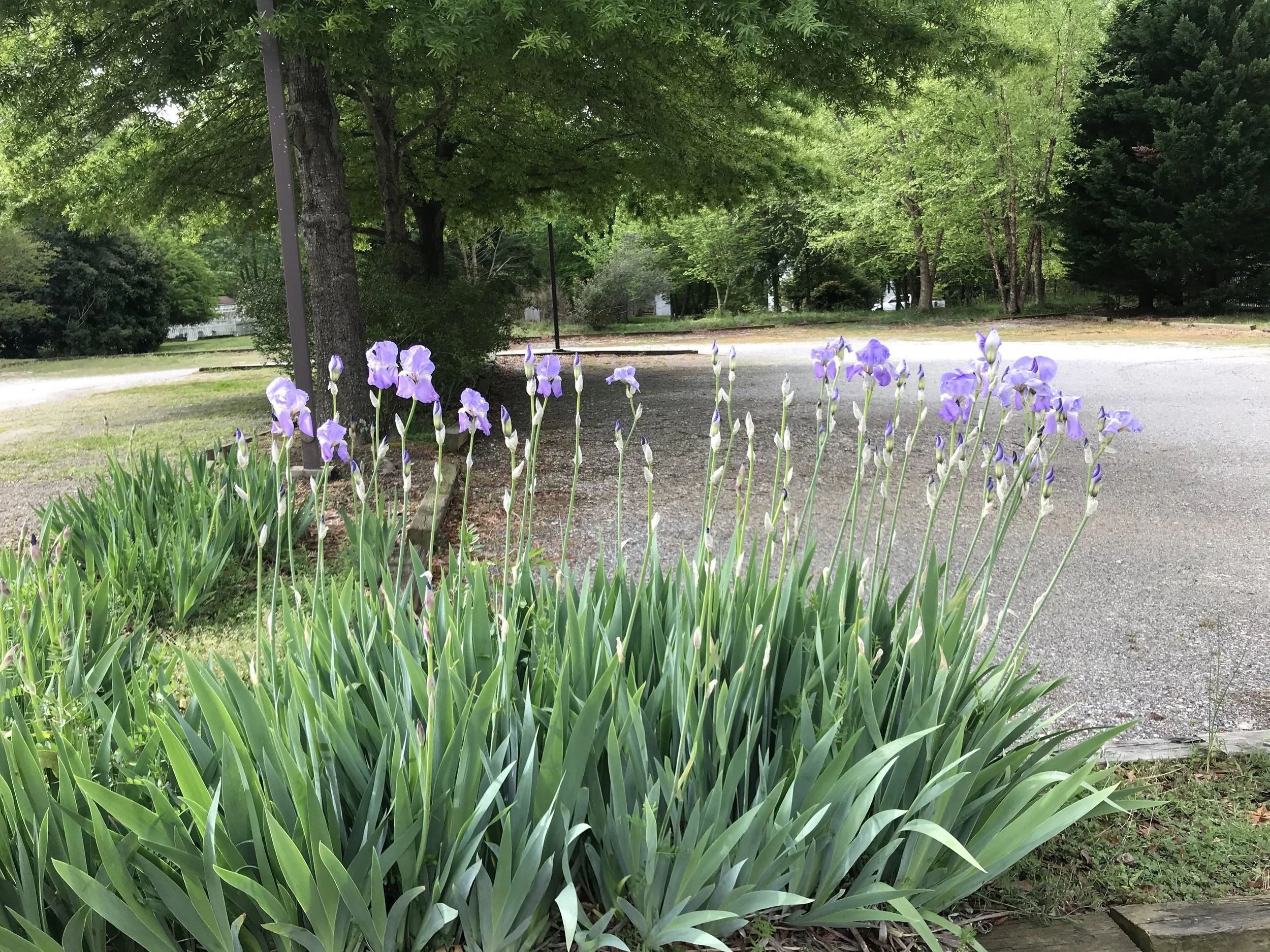 irises in parking lot 1.jpg