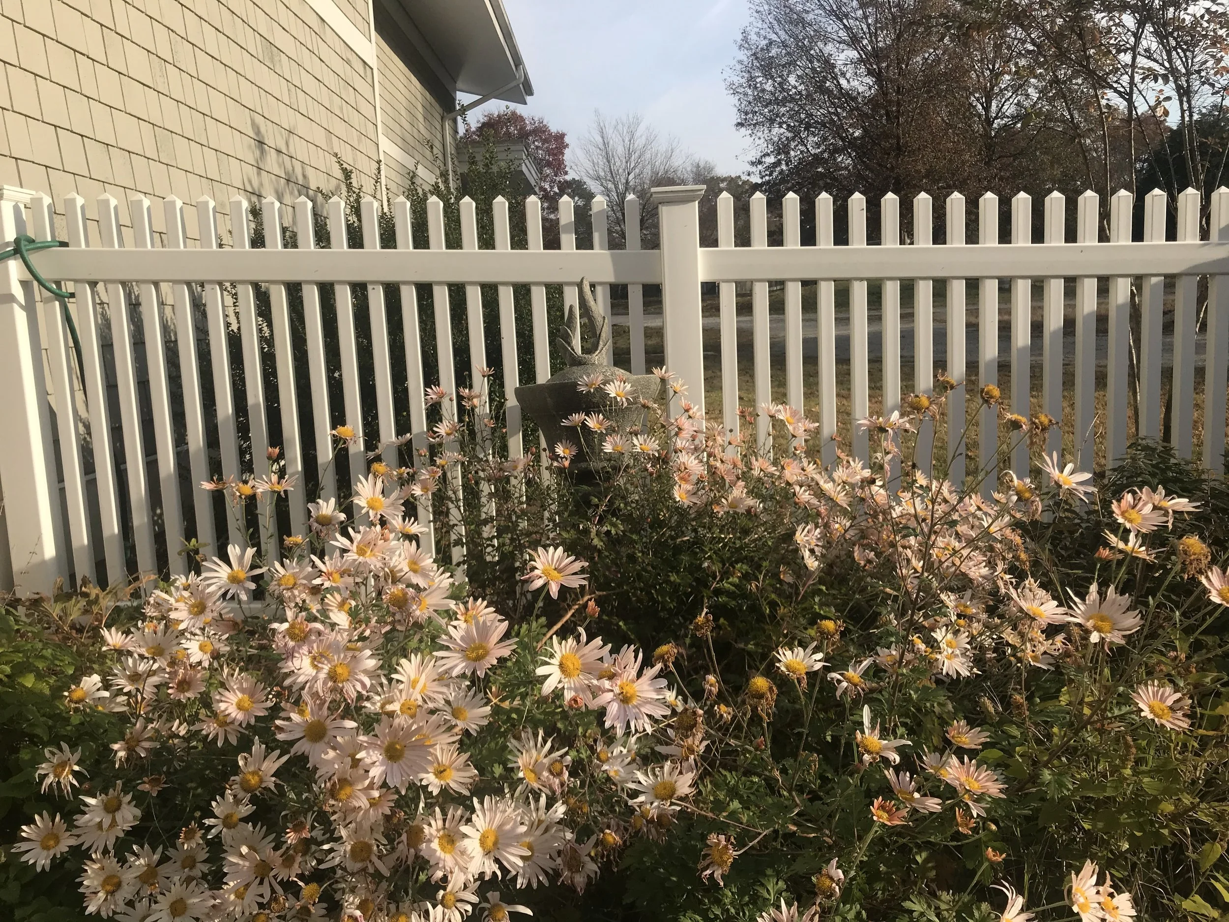 white flowers RE fence.jpg