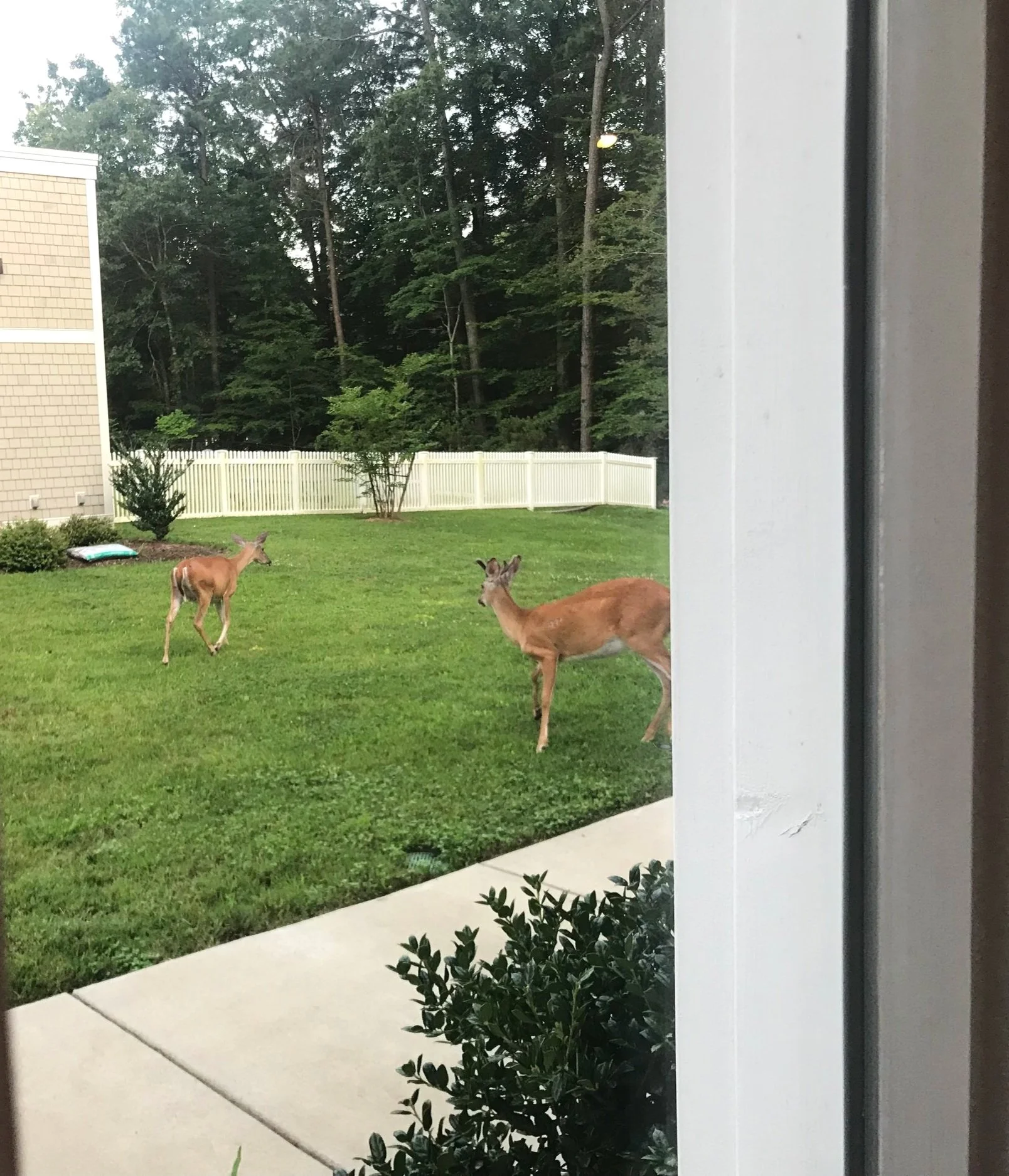 two+deer+sanc.jpg