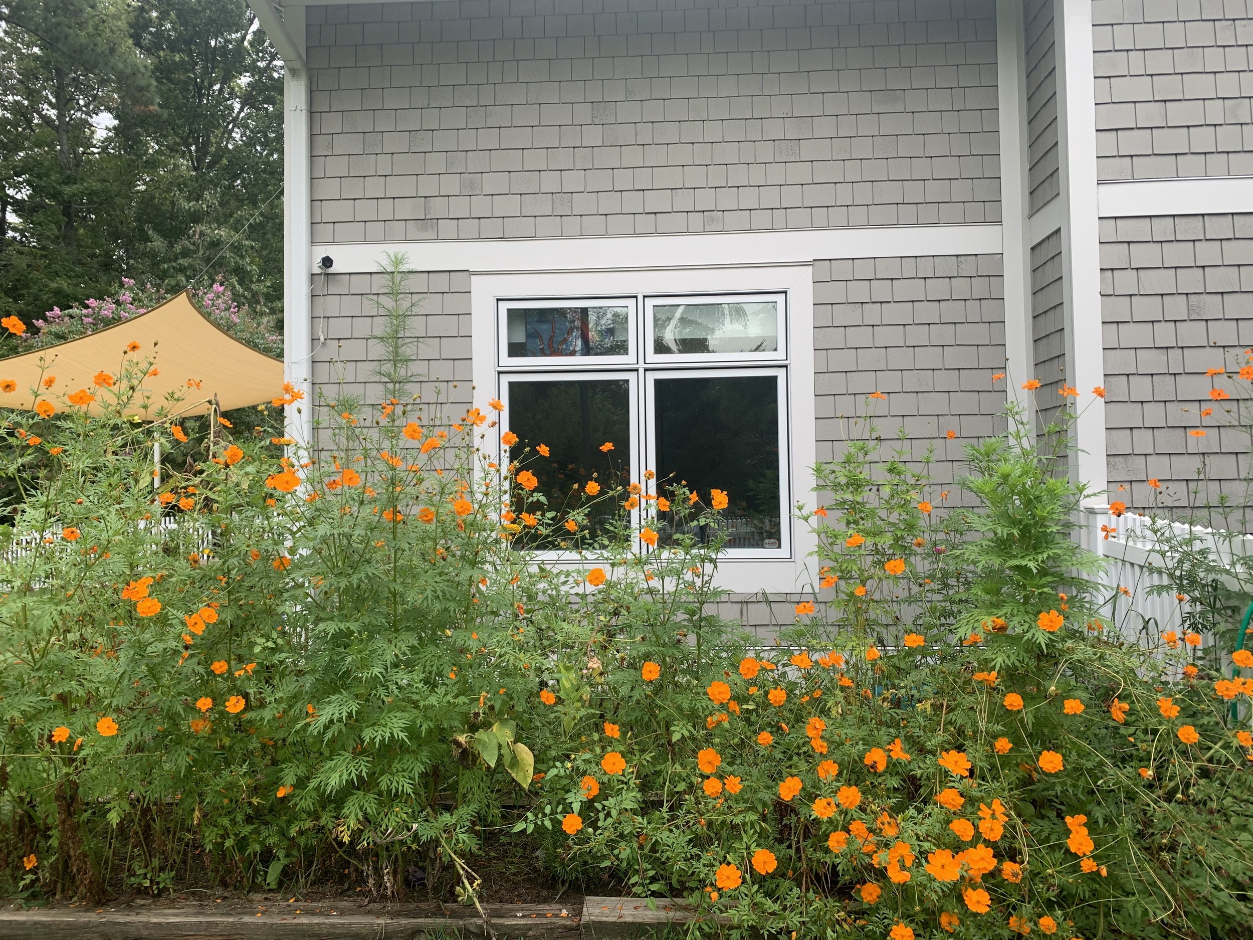 sep 1 24 orange flowers.jpg